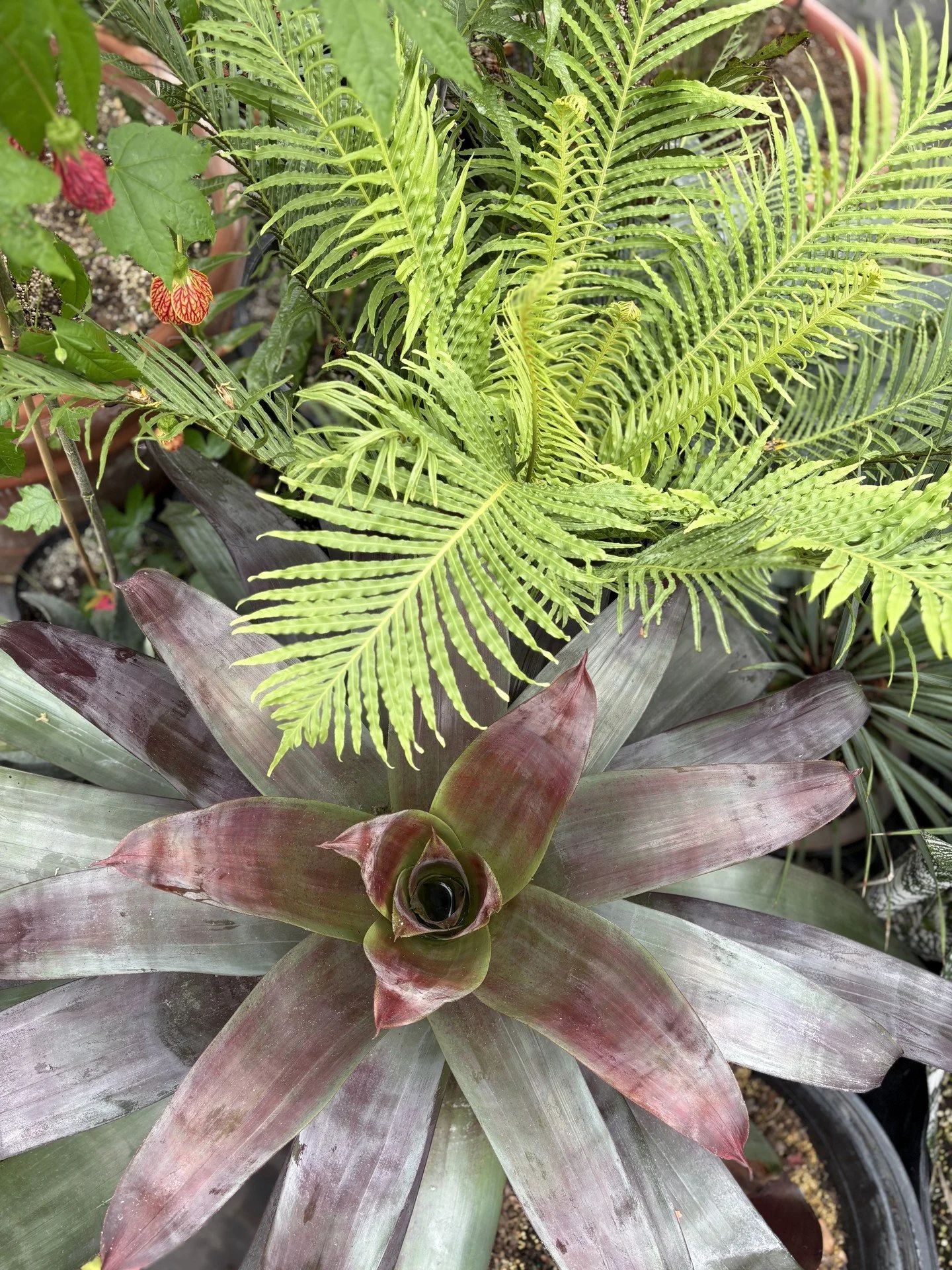 Glendale Botanicals returns to Trade Secrets.

For 26 years, they've brought rare and unusual plants to our community&mdash;sculptural agaves that anchor a room, dramatic platyceriums that command attention, vibrant bromeliads alive with color, and s