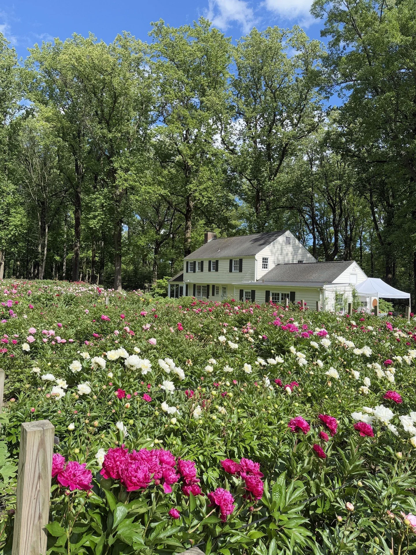 Peony's Envy returns to Trade Secrets.

For two decades, Kathleen Gagan has quietly built one of the most extensive peony collections in the United States. Tree peonies with architectural presence. Herbaceous varieties that return season after season