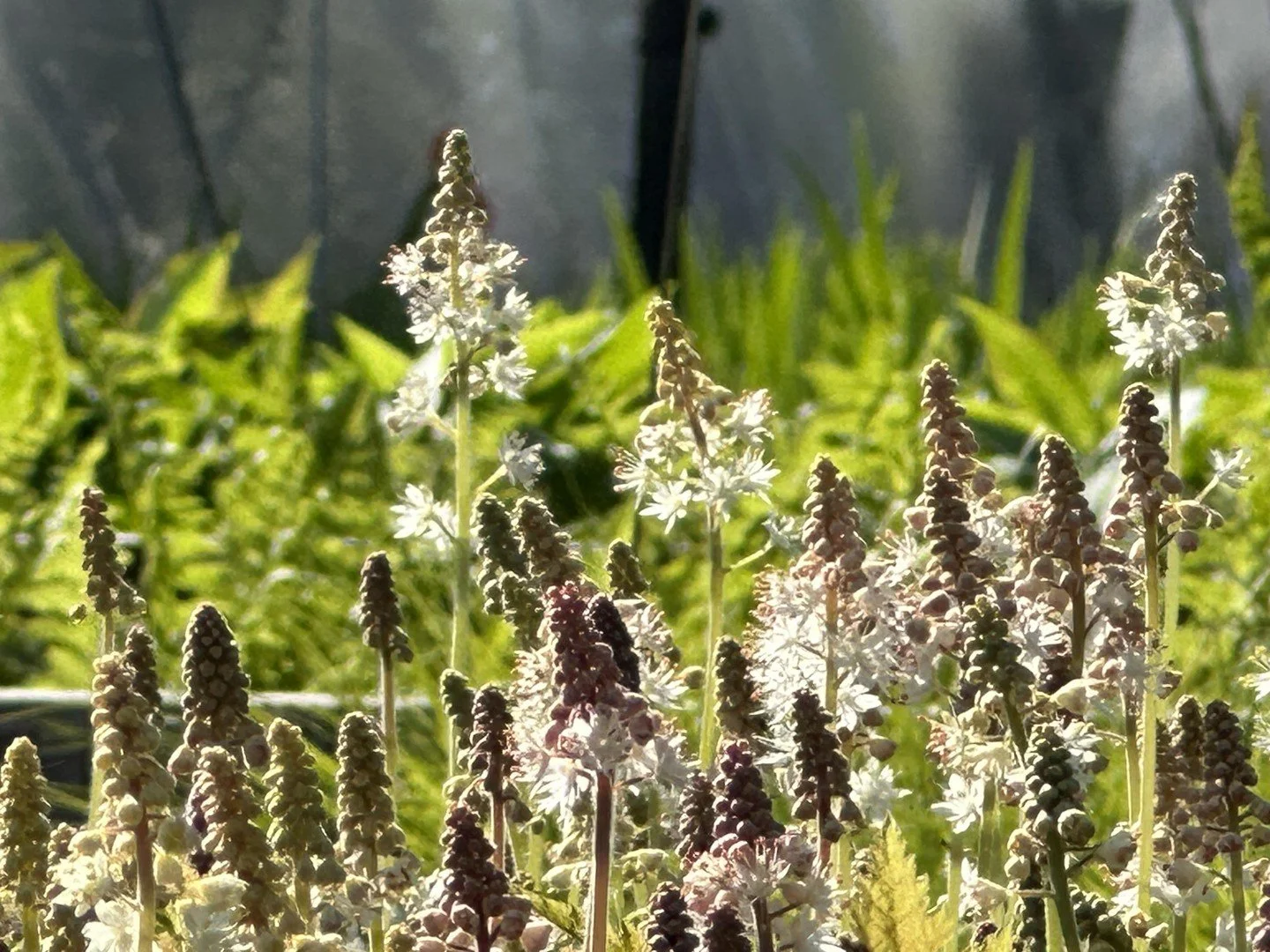 Helia Native Nursery returns to Trade Secrets
.
Nestled in a valley between the Berkshire hills and the Taconic ridge, @helianativenursery grows from land still regenerating after generations of timber harvesting and agriculture &mdash; a fitting hom