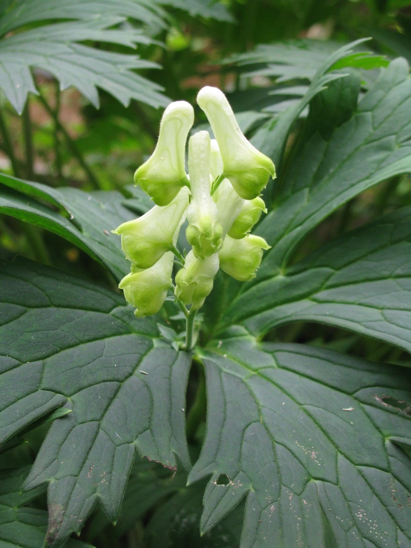 Hillside Nursery returns to Trade Secrets.

A woman-owned nursery specializing in woodland wildflowers and lady slipper orchids, @thehillsidenursery is one of those rare finds: a grower with genuine depth, a collector&rsquo;s eye, and plants you simp