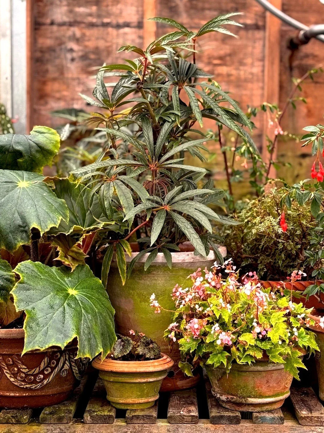 Snug Harbor Farm returns to Trade Secrets.

There is a particular kind of magic that happens when a plant finds the right hands. When something rare and considered is chosen not for what is trending, but for what is true.

Nestled along Maine's south