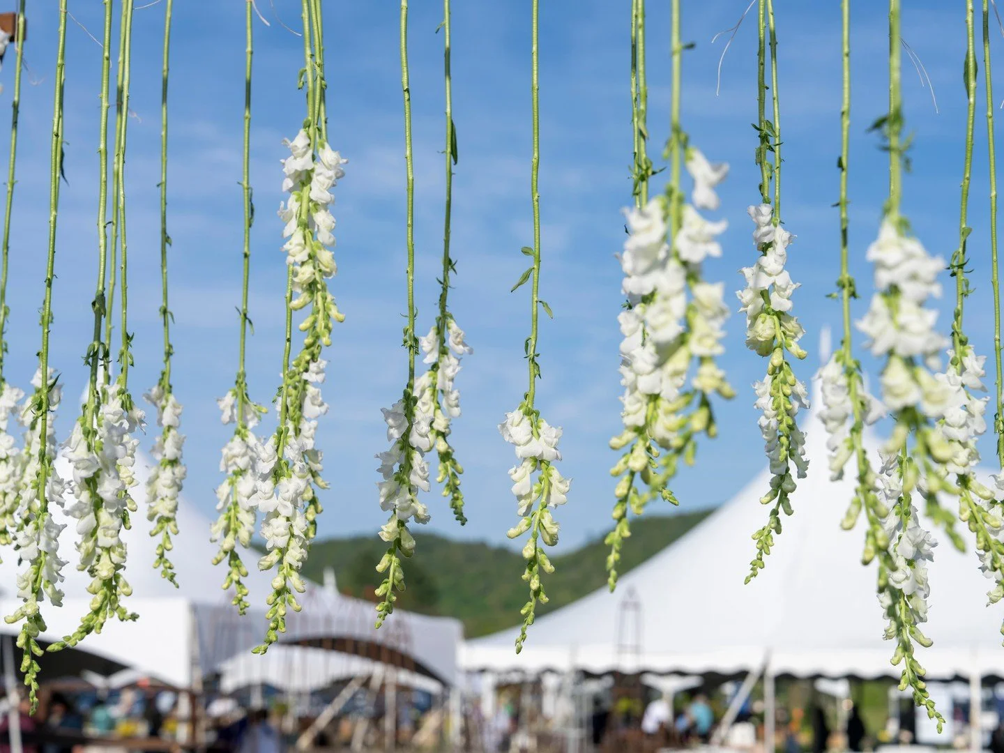 1,500 snapdragons. One for every call Project SAGE answered last year.

@gardenatcreelandgow created something truly unforgettable at this year's Trade Secrets! Two pergolas strung with 1,500 snapdragons, each one representing a person who reached ou