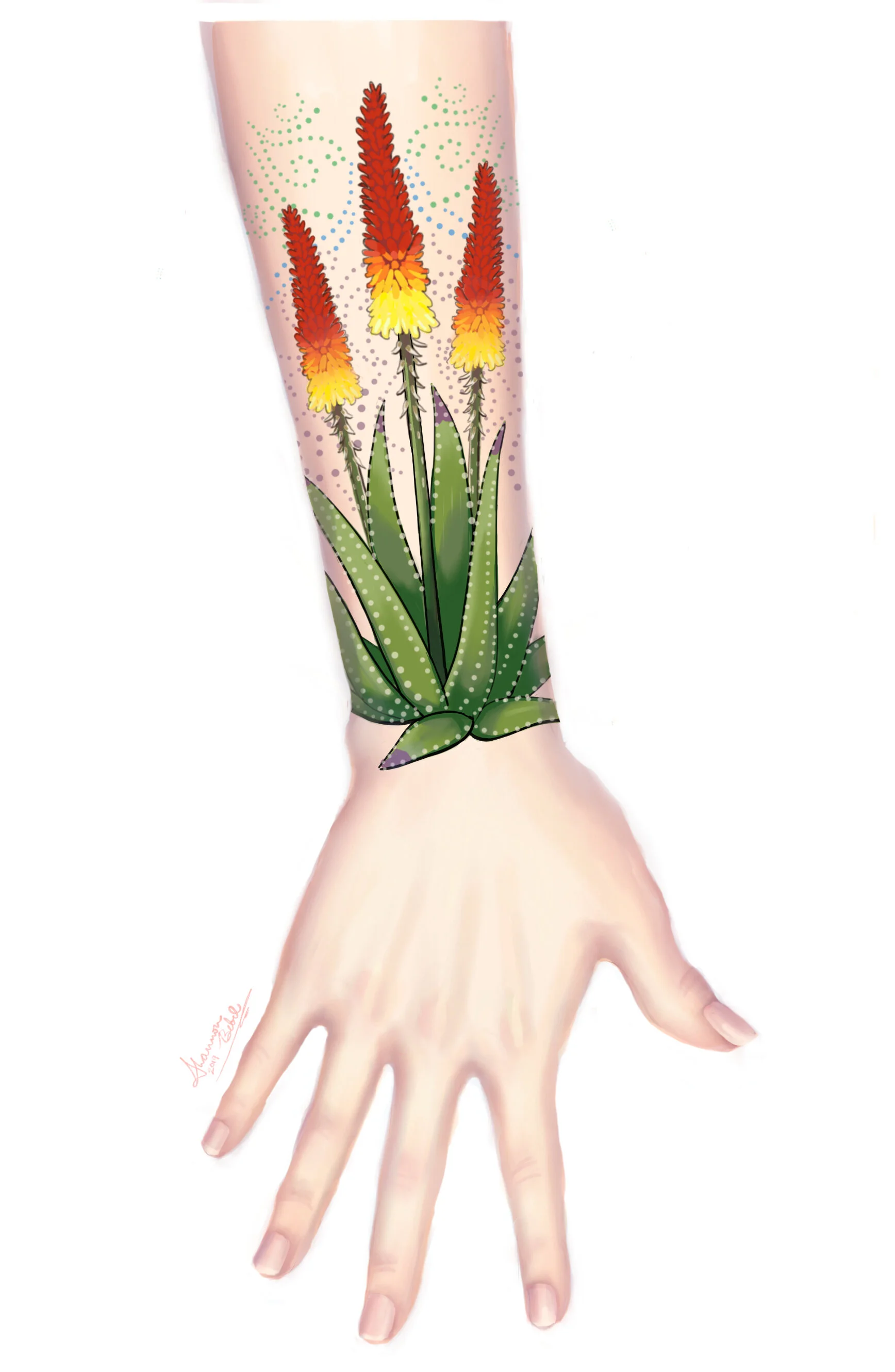 bogenhanf kälte Bogenhanf 'Friends' - Sansevieria kirkii friends main image 1