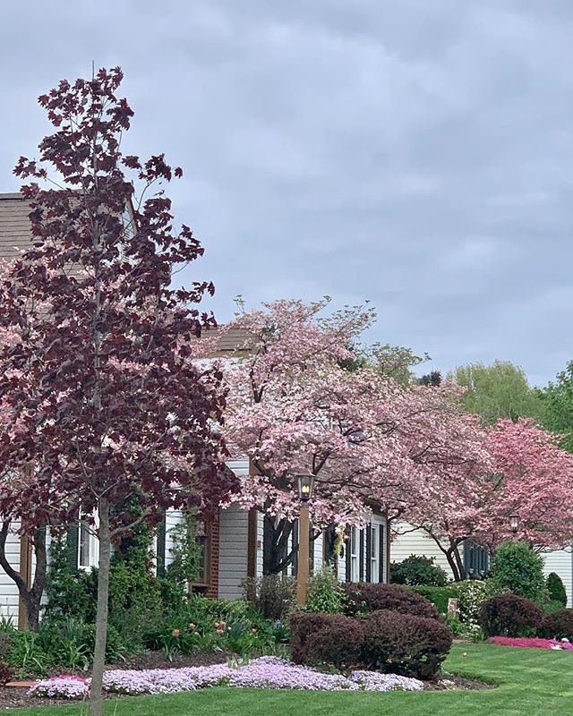 It&rsquo;s May!!! And I have been surrounded by so much beauty!  This is what happens when you live in a one season place for so long...I forgot how stunning the changes are. 
It&rsquo;s a miracle happening right before my eyes, after seeing the tree