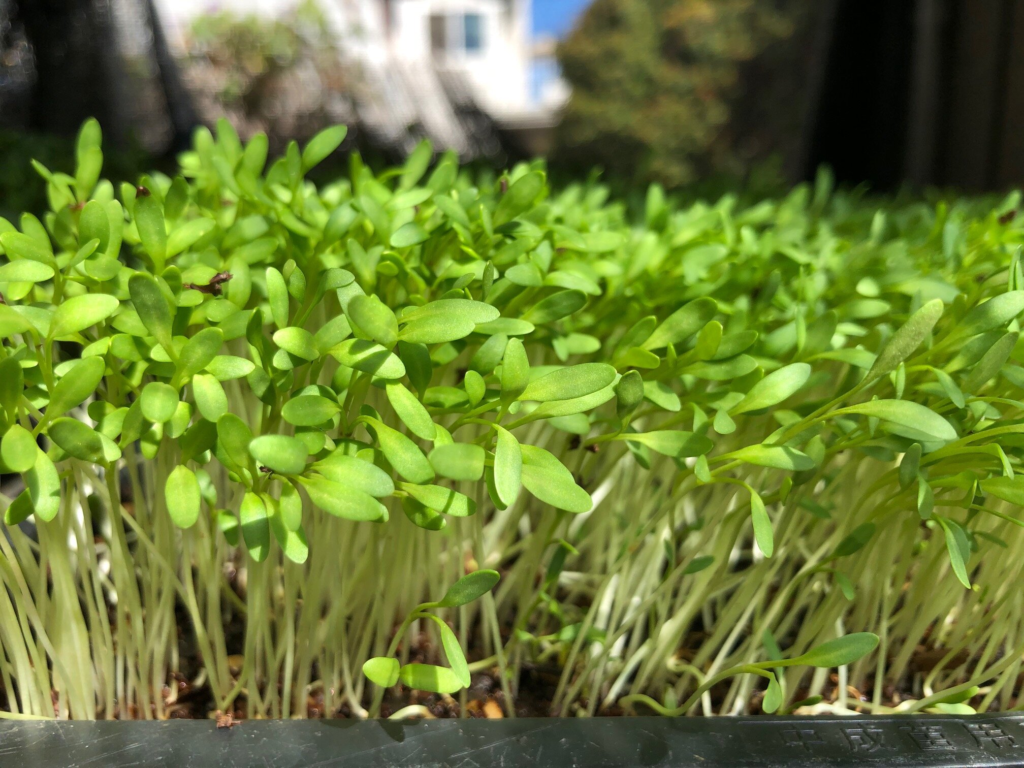 Spotlight on Persian Cress — A La Vuelta Farm