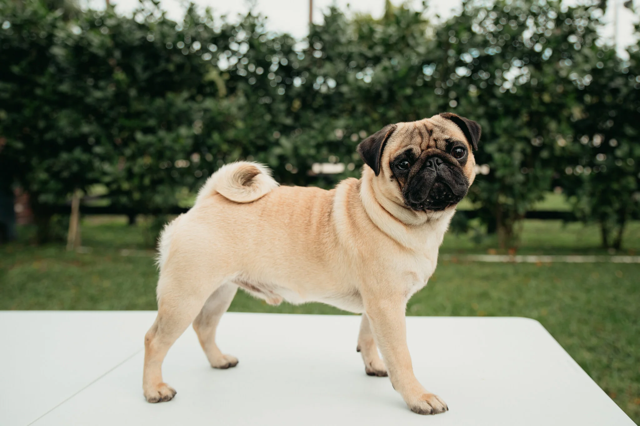 Our Studs — East Coast Pugs, Florida's Royal Pugs