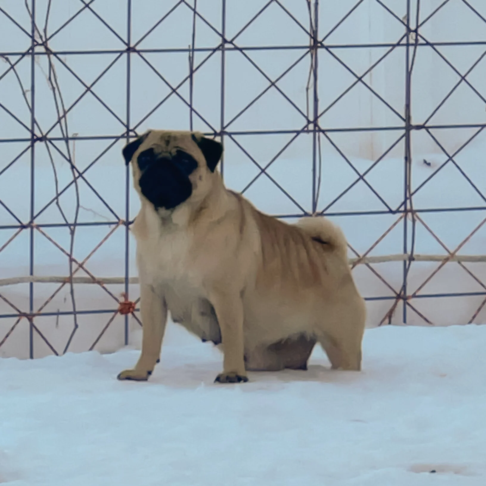 AKC — Florida's Royal Pugs