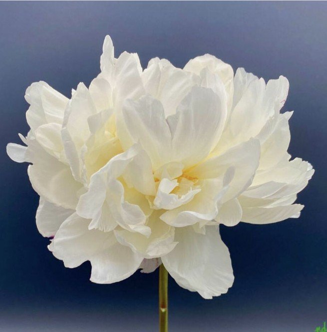 40 Love by Nicole DiVito, Photograph, 12x12, $375