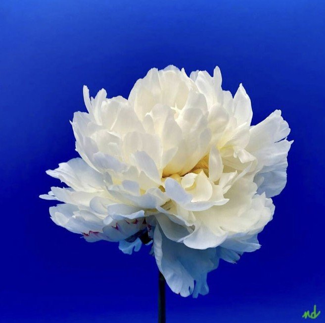 Balboa Blue by Nicole DiVito, Photograph, 12x12, $375