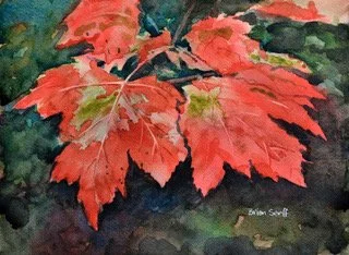 Maple Leaves by Brian Serff, Watercolor, 20x16, $500