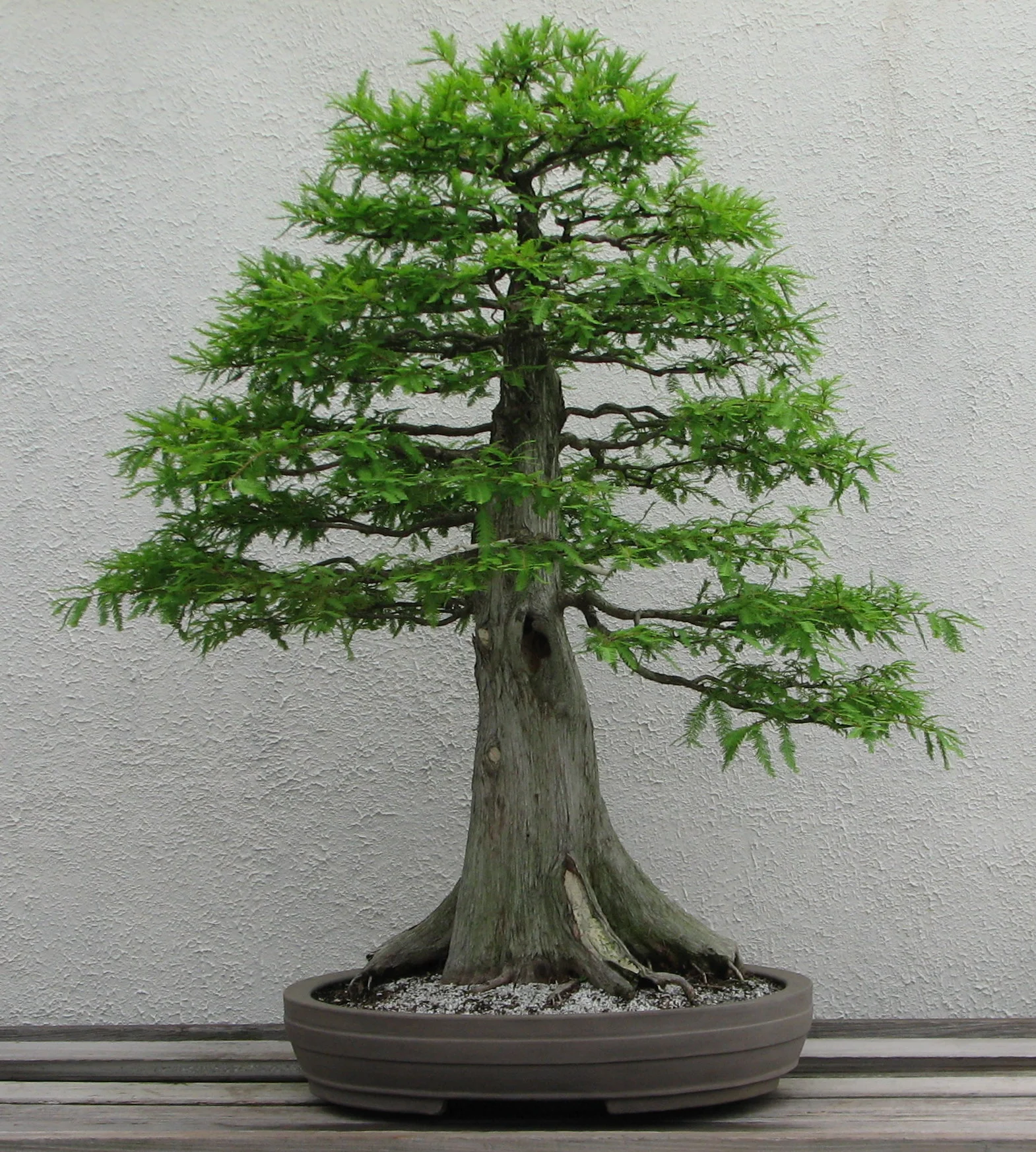 Bald_Cypress,_1987-2007.jpg