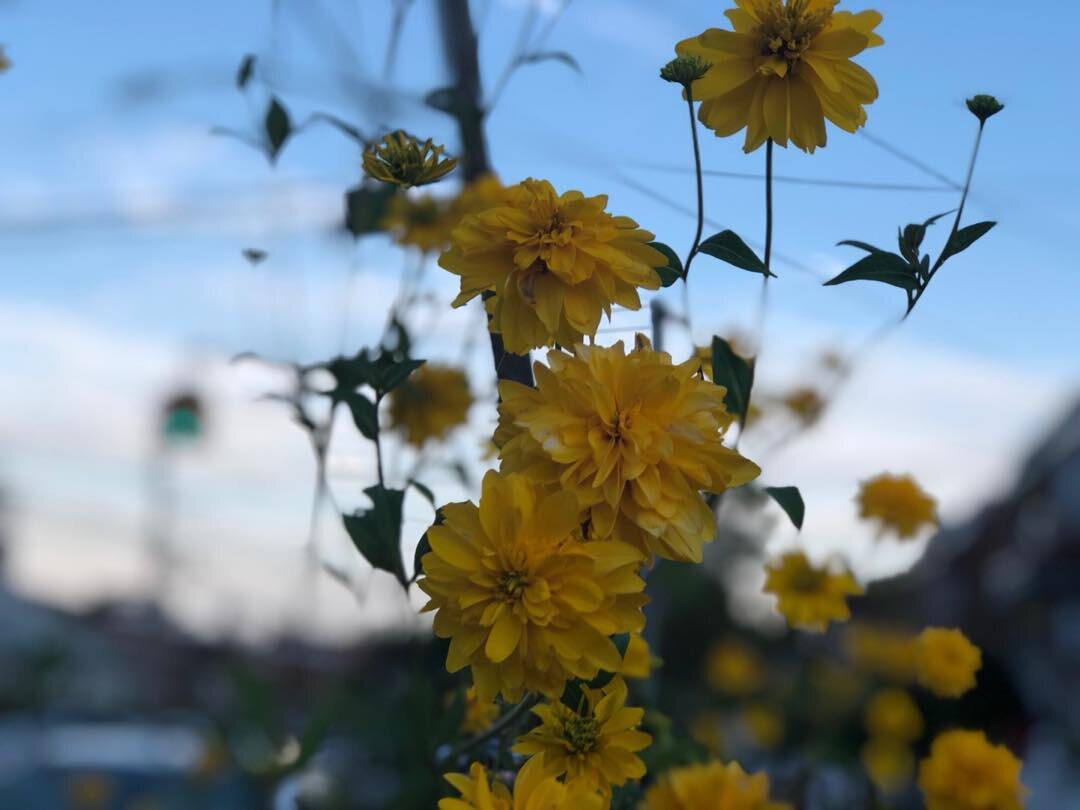 Flowers at dusk.
The Bronx, NY(2019)