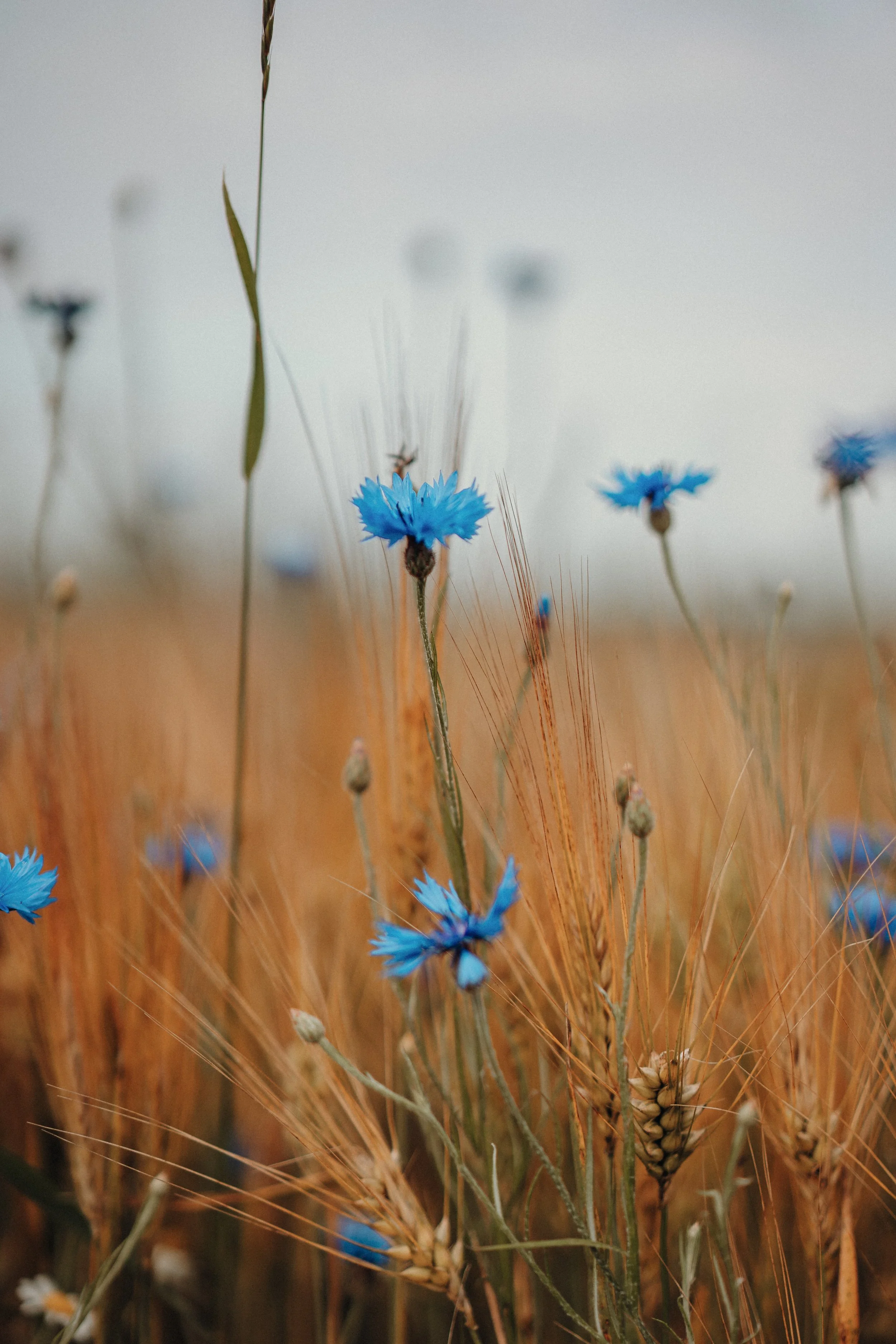 Mercury Stations Retrograde in Virgo: Weekly Horoscopes for August 21 to August 27