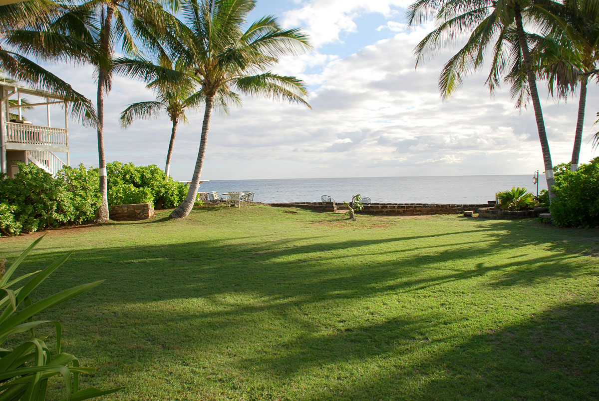 Backyard 2.jpg