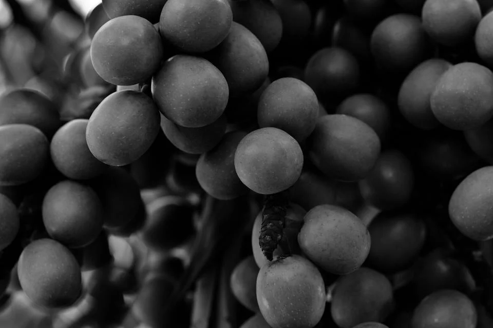 Modern Abstract Photography – Organic Shapes and Natural Elements