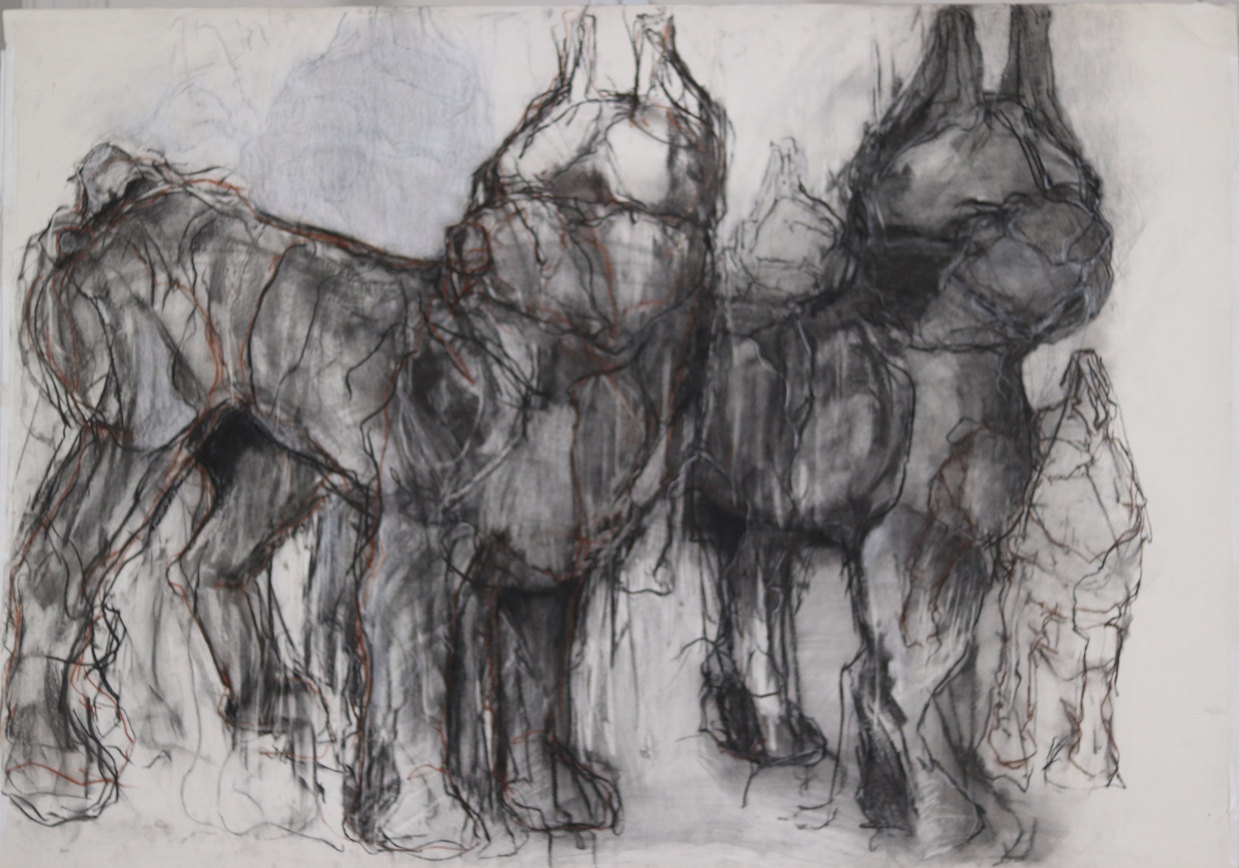  Dogs  Charcoal on Paper  42 x 60 