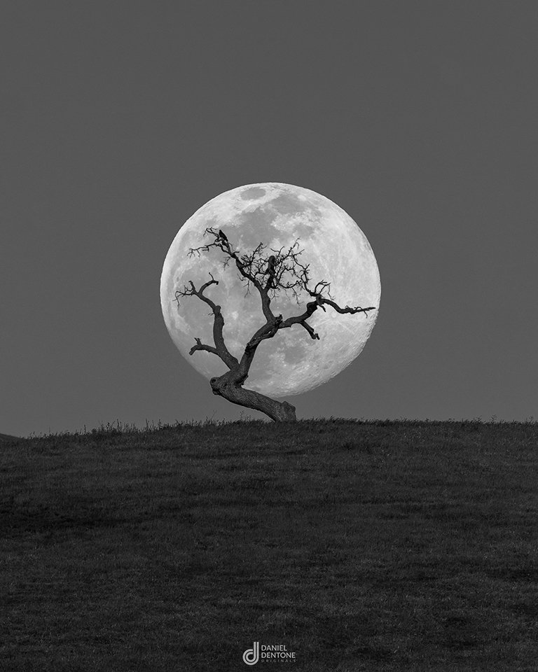 lone-tree-moonrise-dd-bnw.jpg