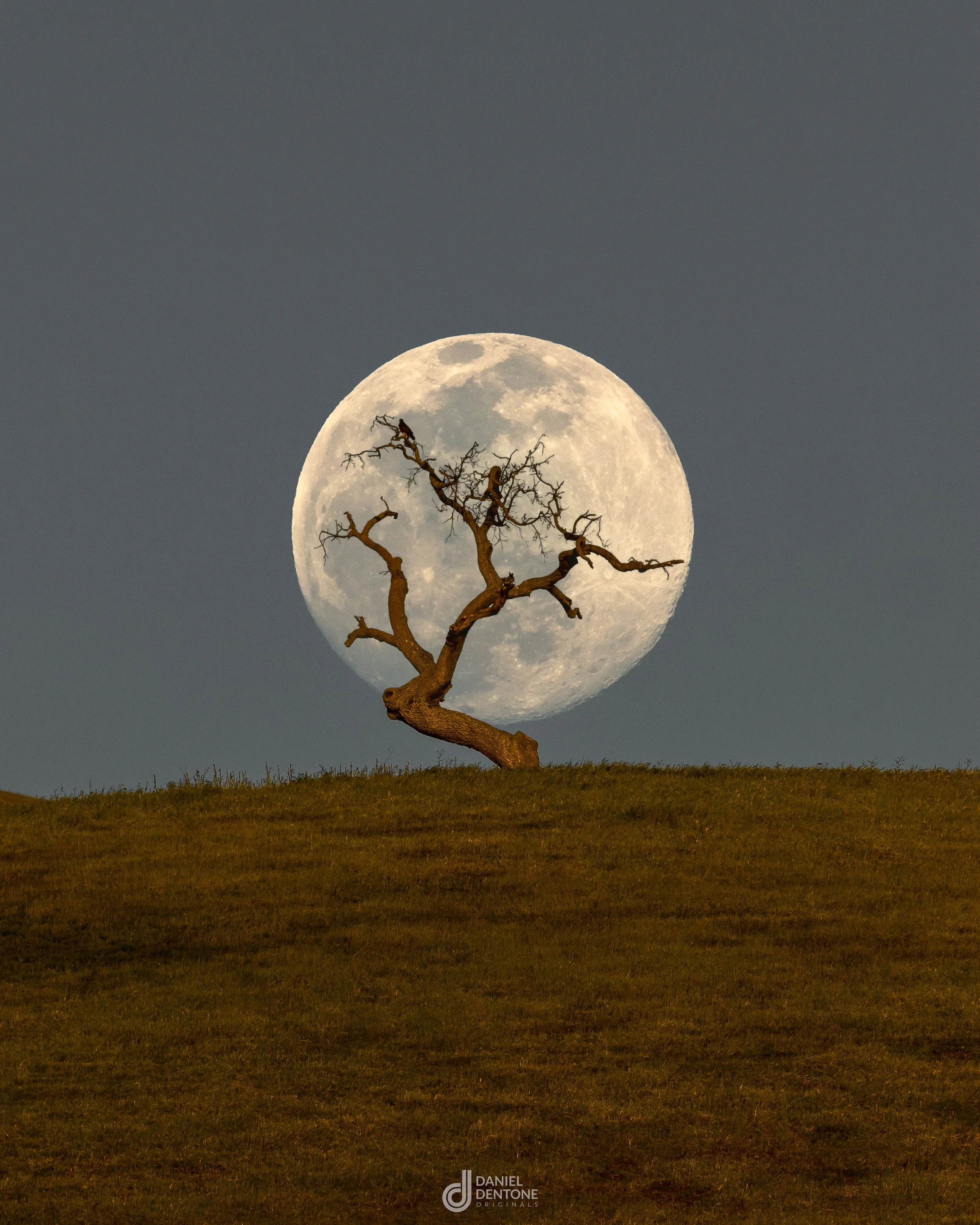 lone-tree-moonrise.jpg