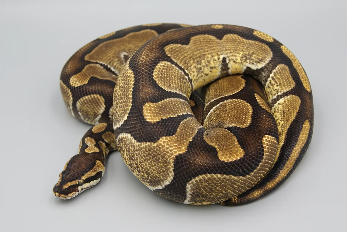 Ball Python Breeders — Colorado Cold Bloods