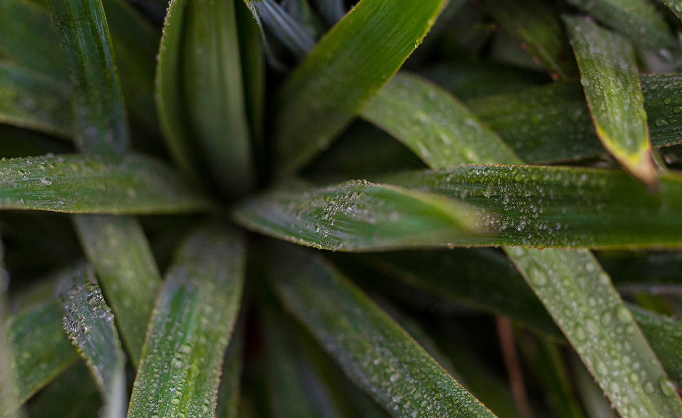 Hazy-Bloom-WEB-Port.jpg