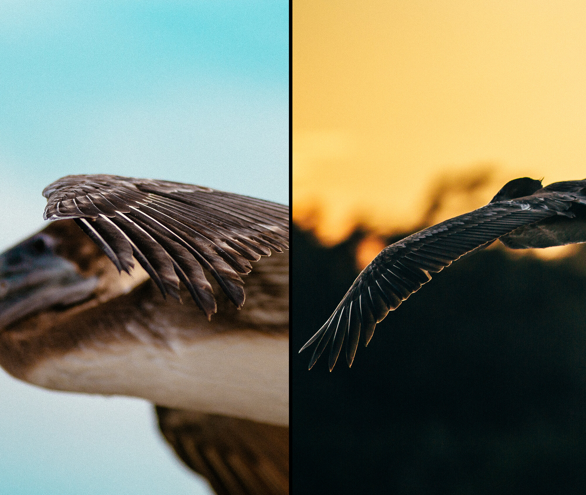 Bird Collage WEB.jpg