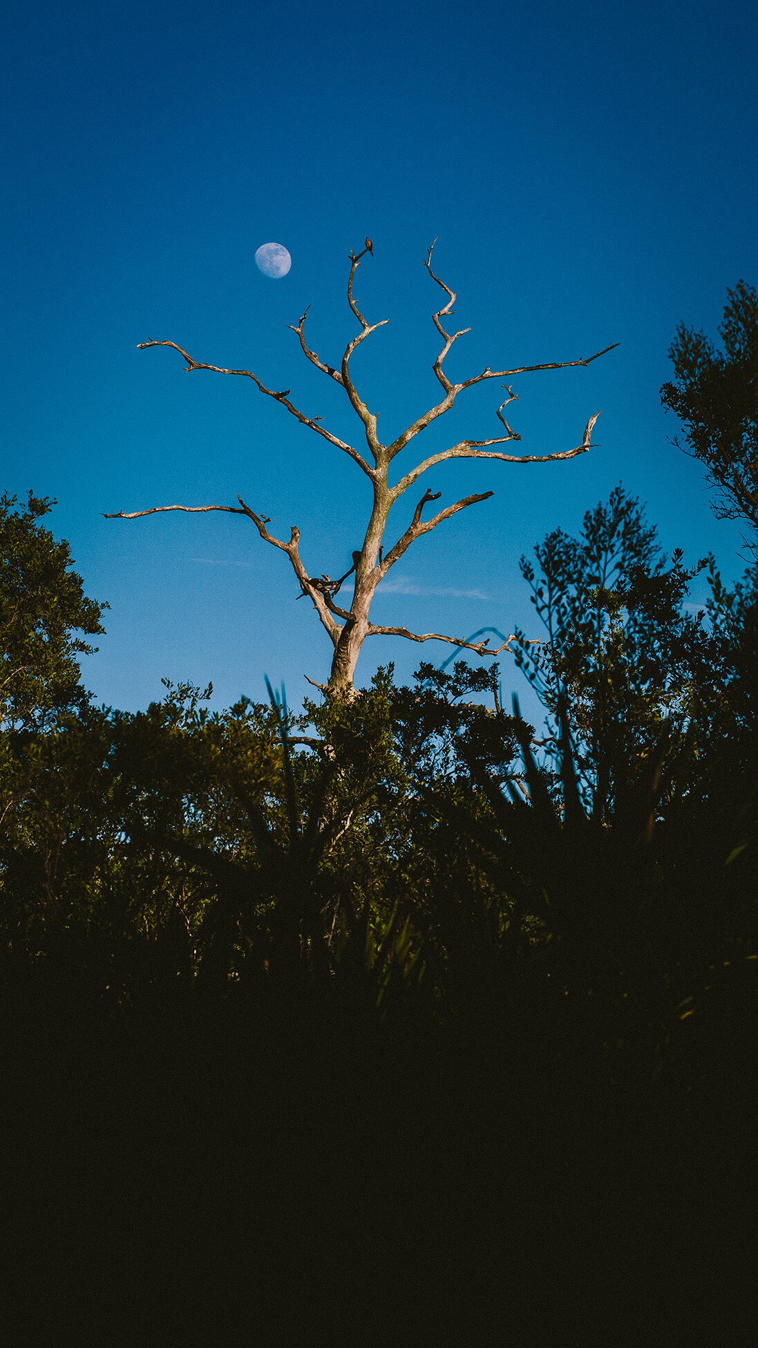 Honeymoon Island Second-61 WEB.jpg