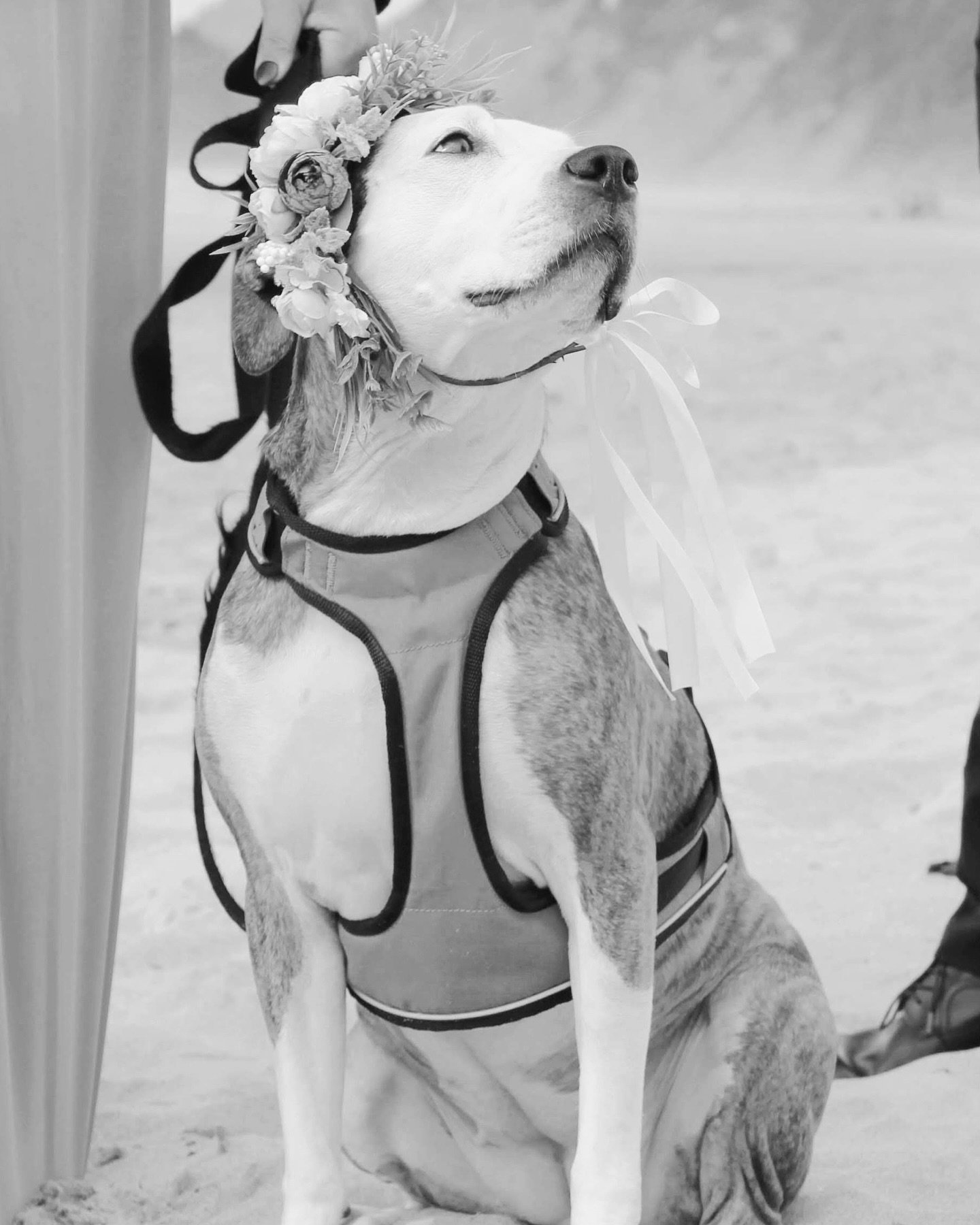 With a heavy heart, our sweet Kona Bby crossed the rainbow bridge on Saturday.

For 10 years, you were always with me. From living in our hometown, to moving to another state, to so many other cities and apartments. You were there before your dad and
