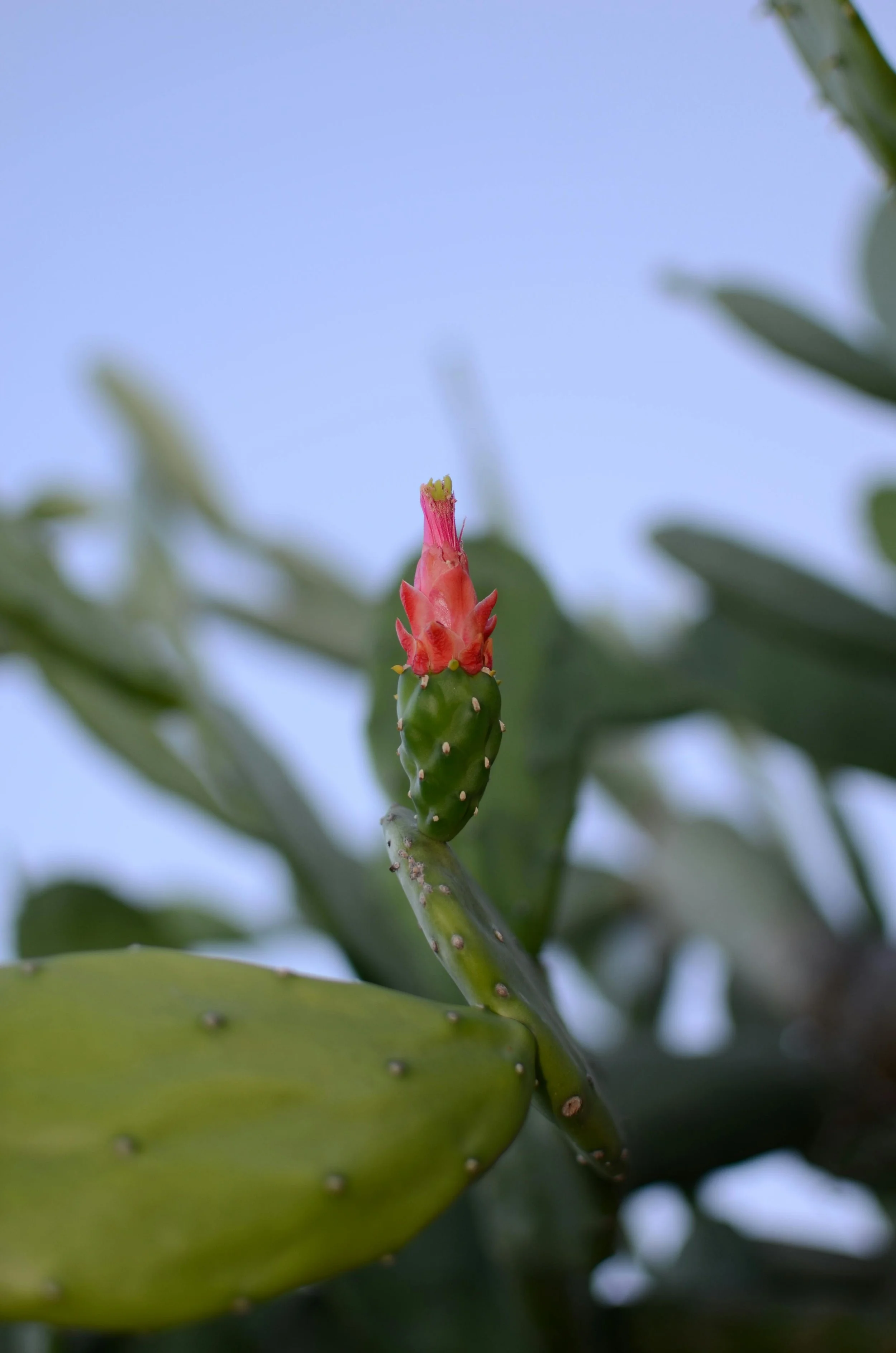 Endometriosis and Fertility: Healing the Inflammation Within