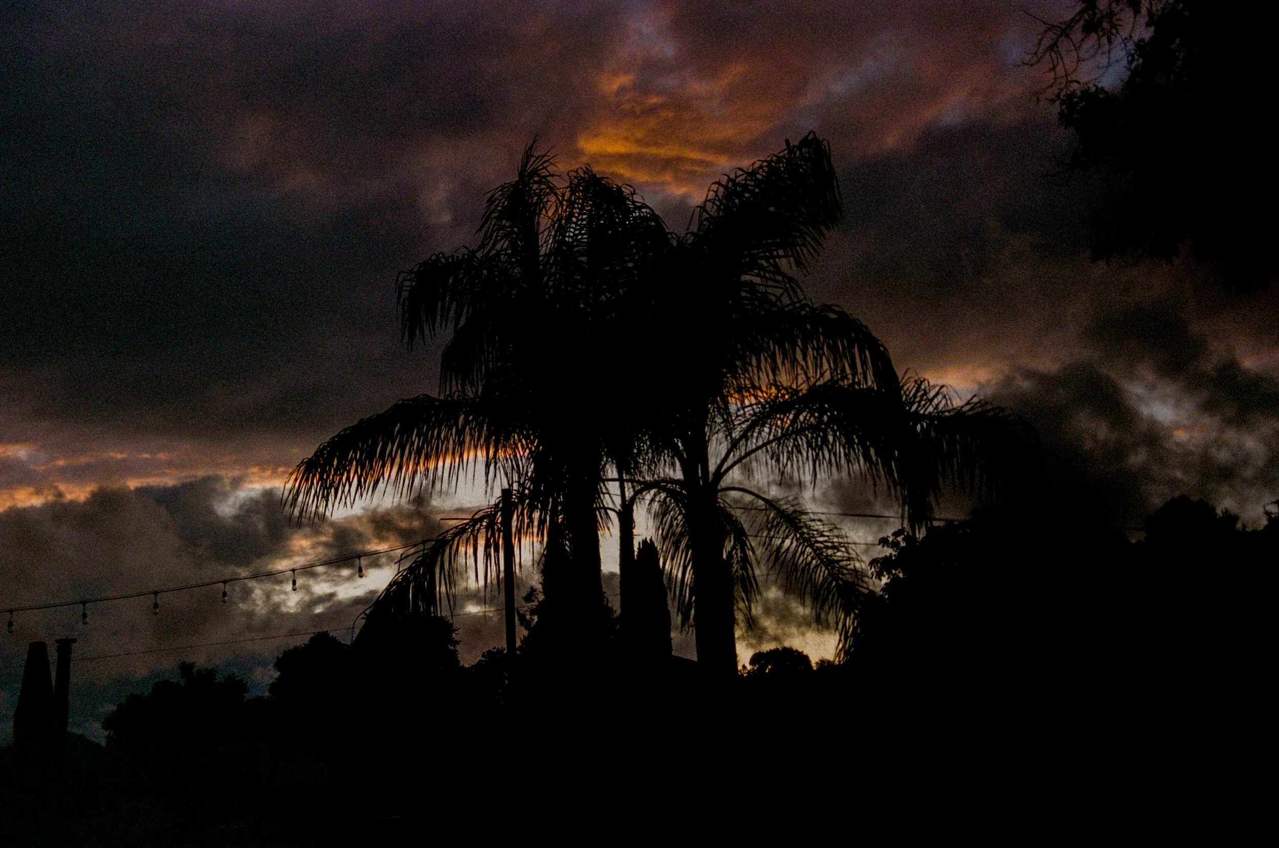 palm silhouette.jpg
