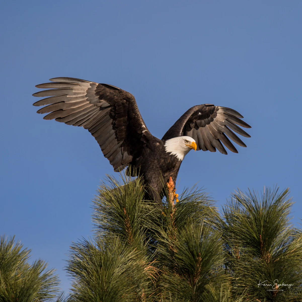 Eagles
