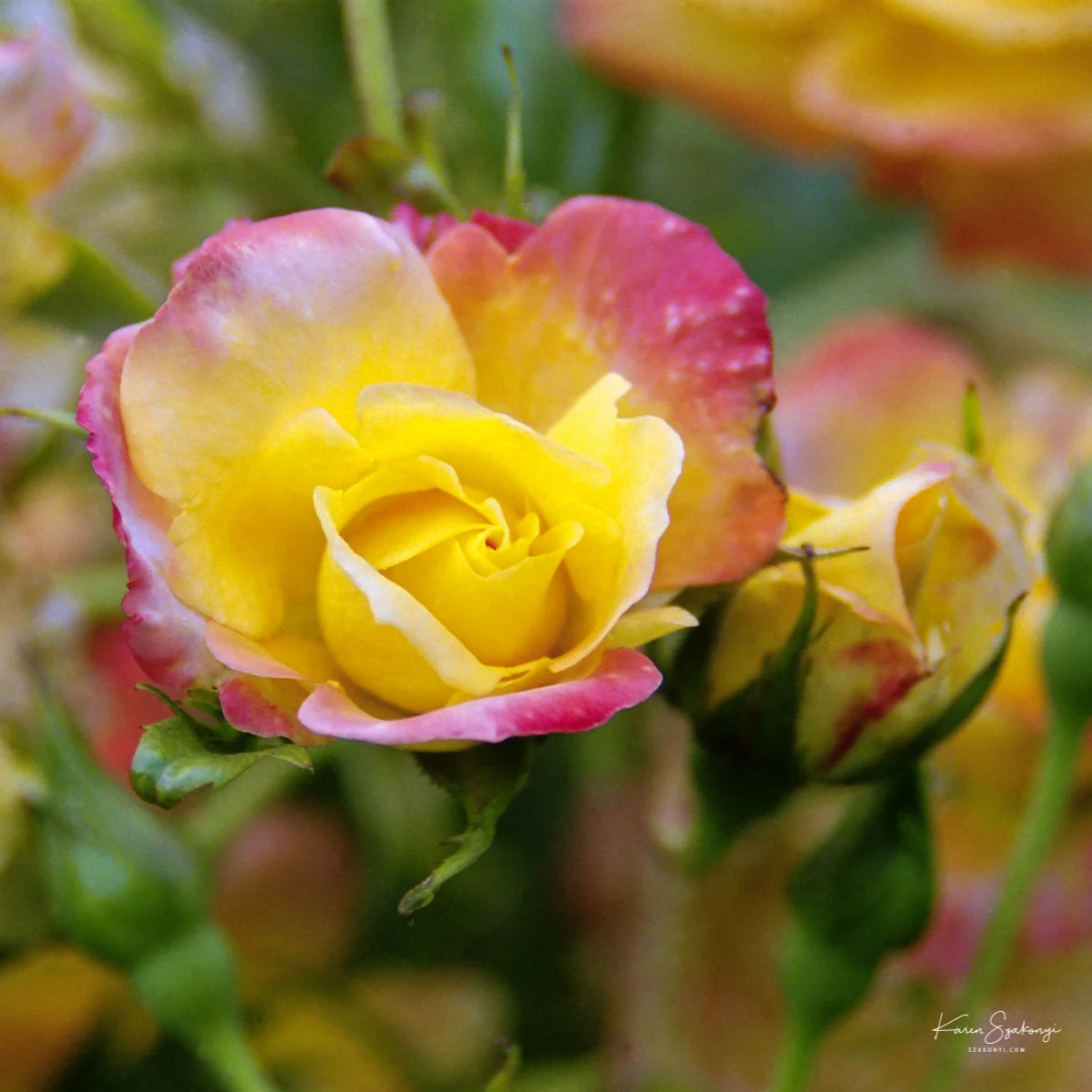 Roses