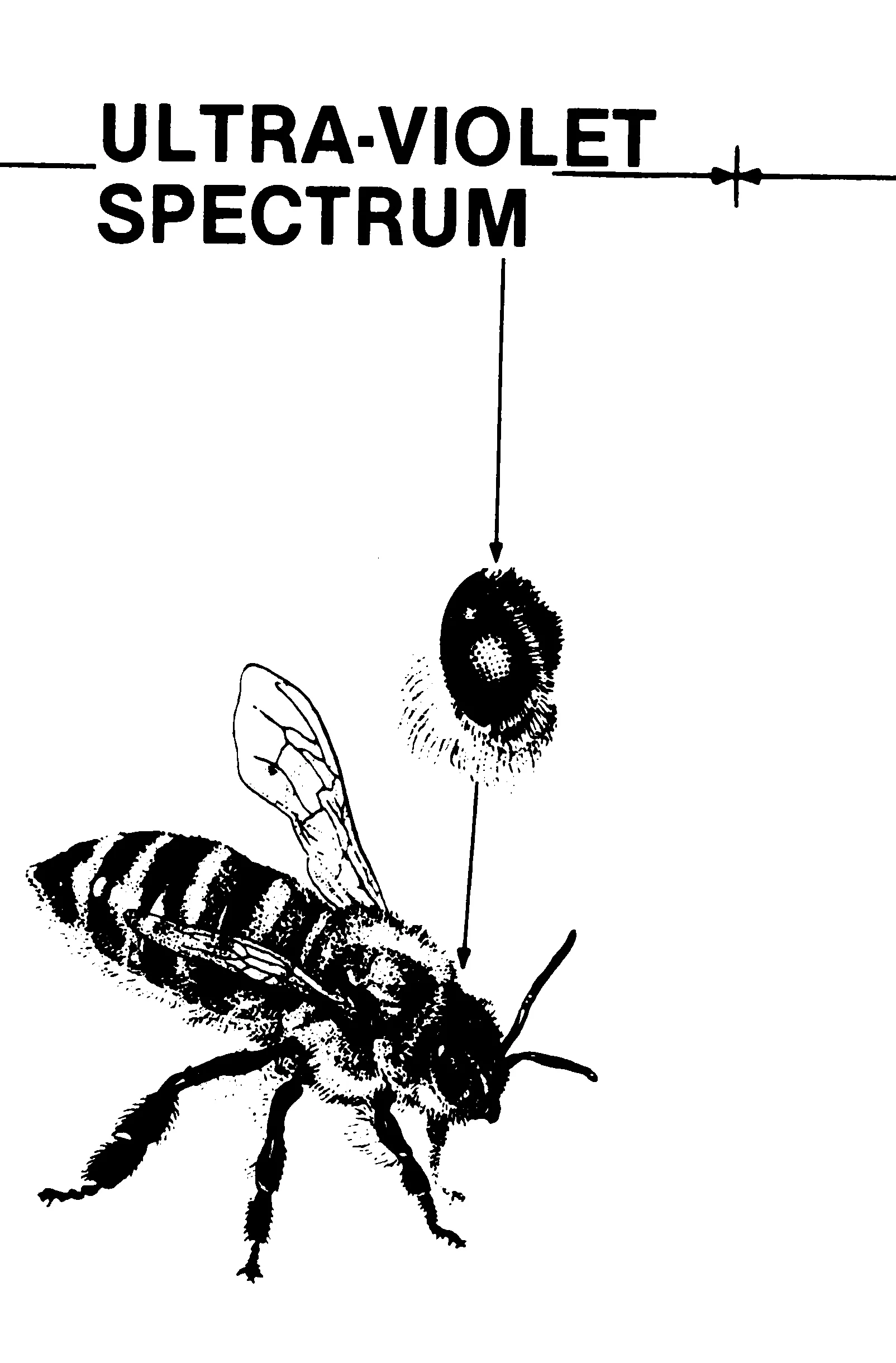 DRAWING 6-BEE.jpg