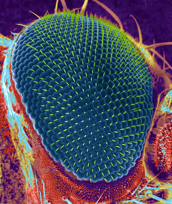 Fly's Eye.jpg