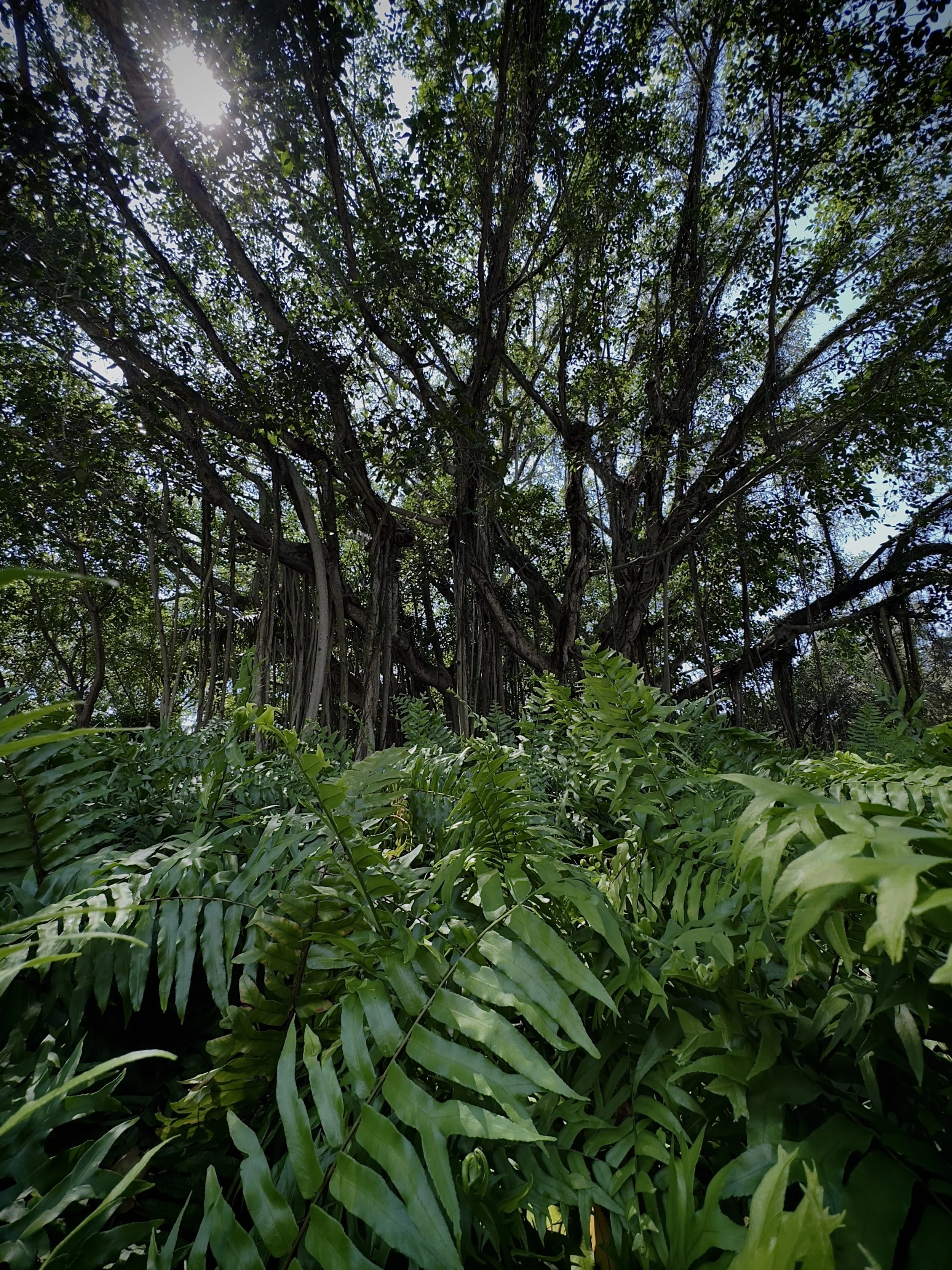 59600B16-A69C-45A9-B668-9B09830A54A5_1_201_a.jpeg