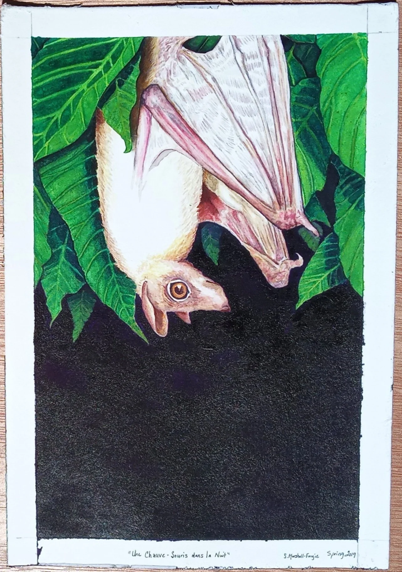 "Une Chauve-Souris dans la Nuit"