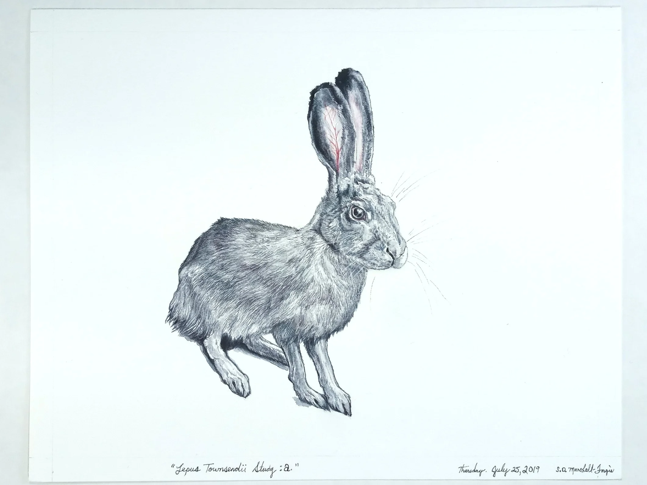 "Lepus Townsendii Study: a." Watercolors 