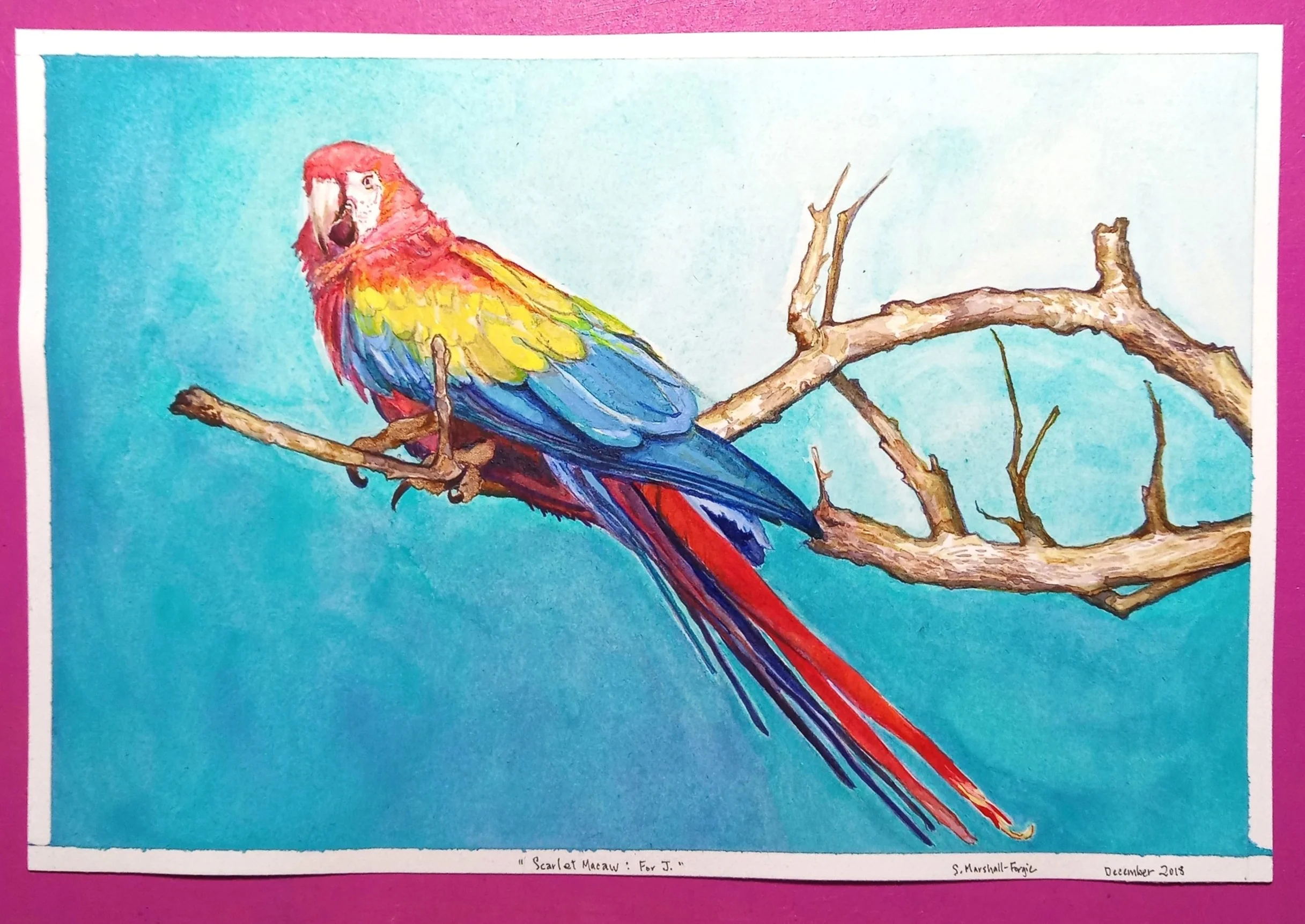 "Scarlet Macaw, For J." 