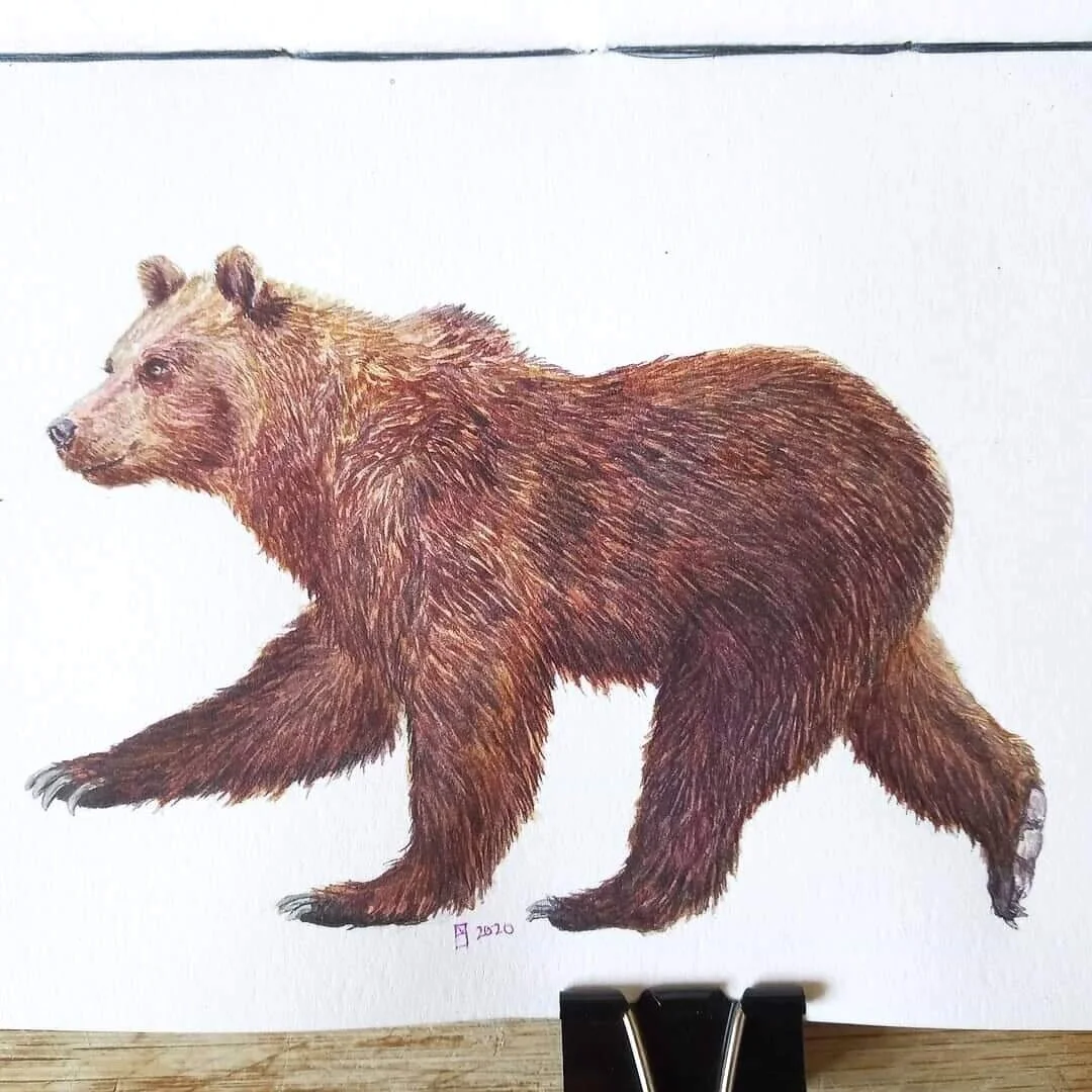 Brown Bear