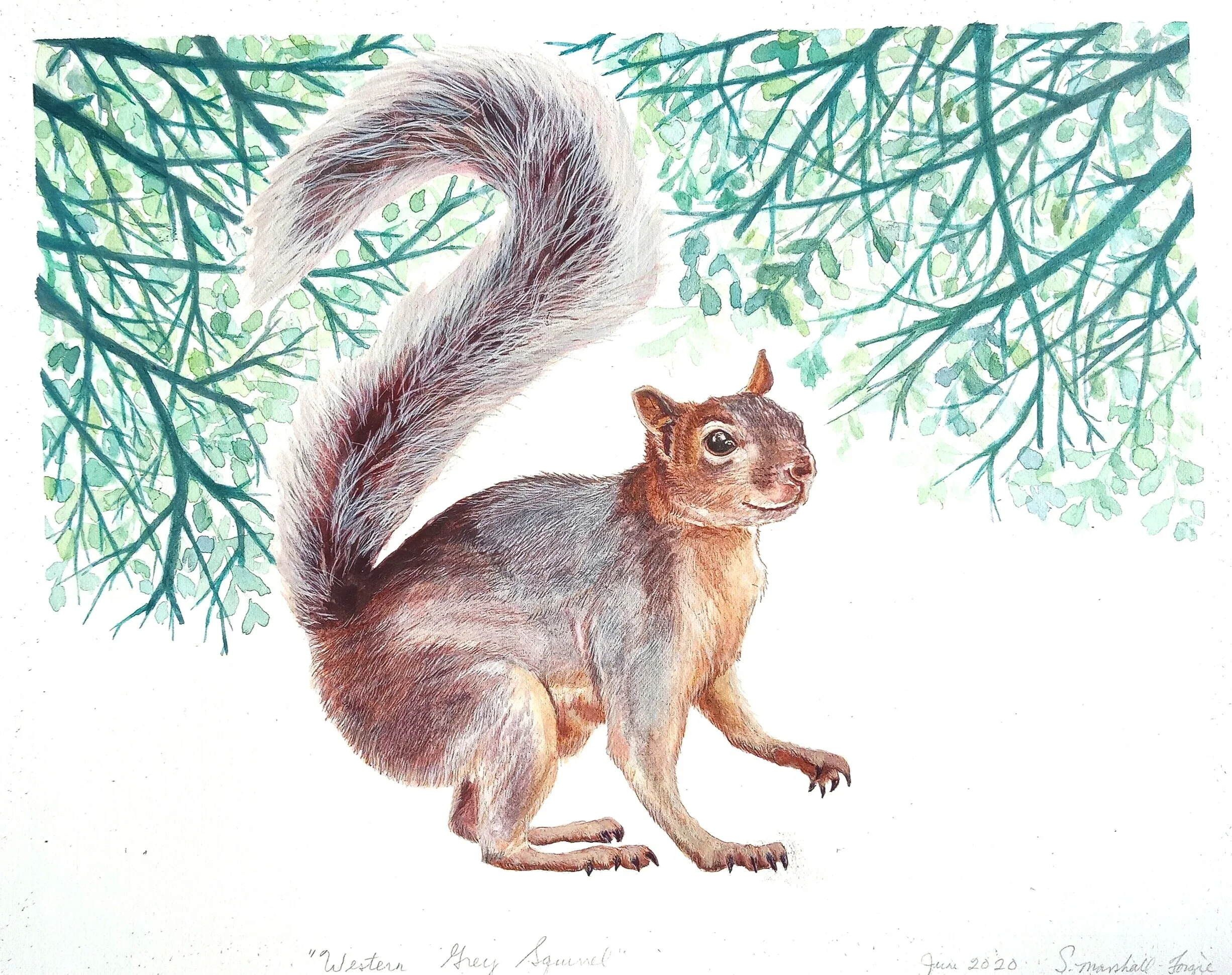 "Western Grey Squirrel"
