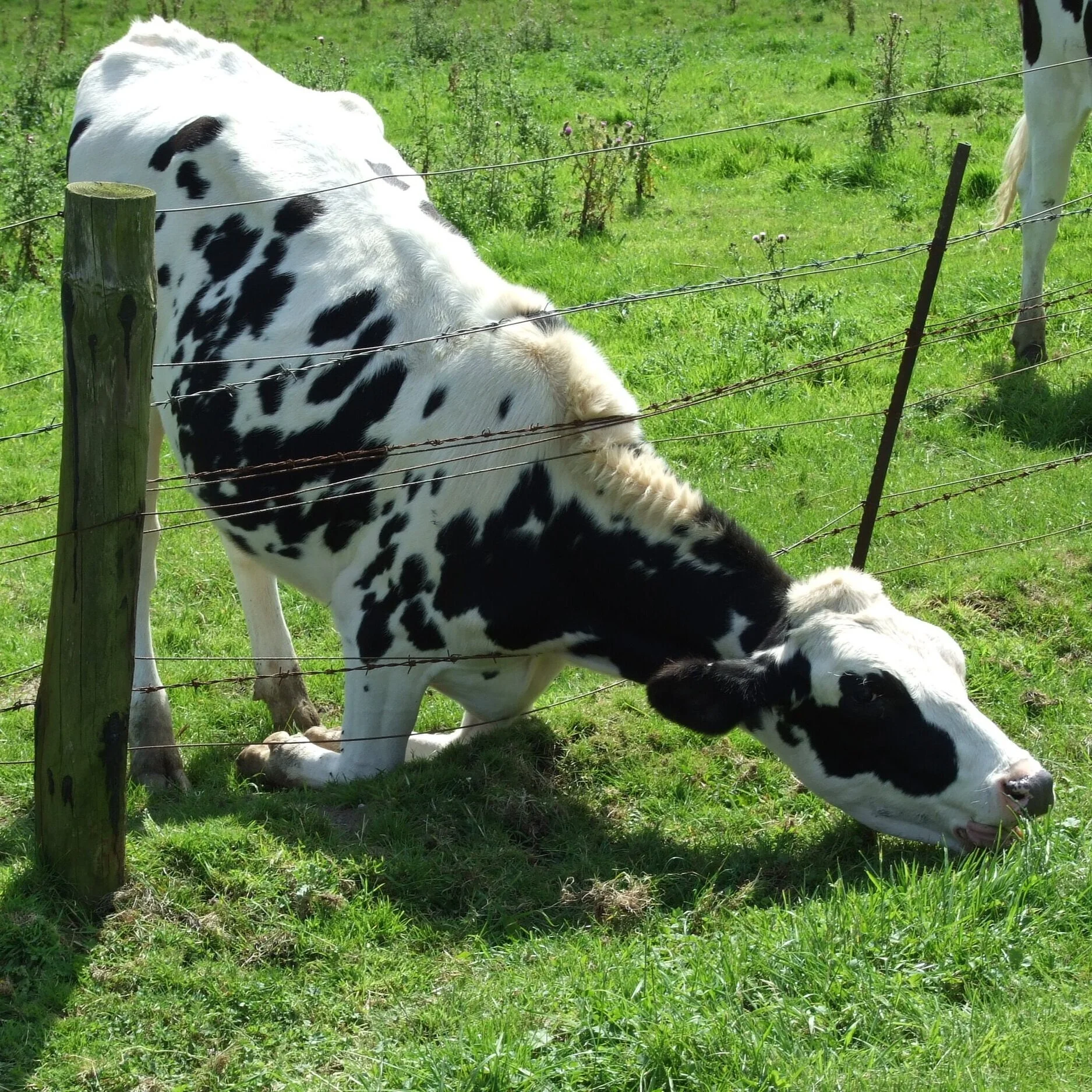 Enjoying the Grass I Have Been Given