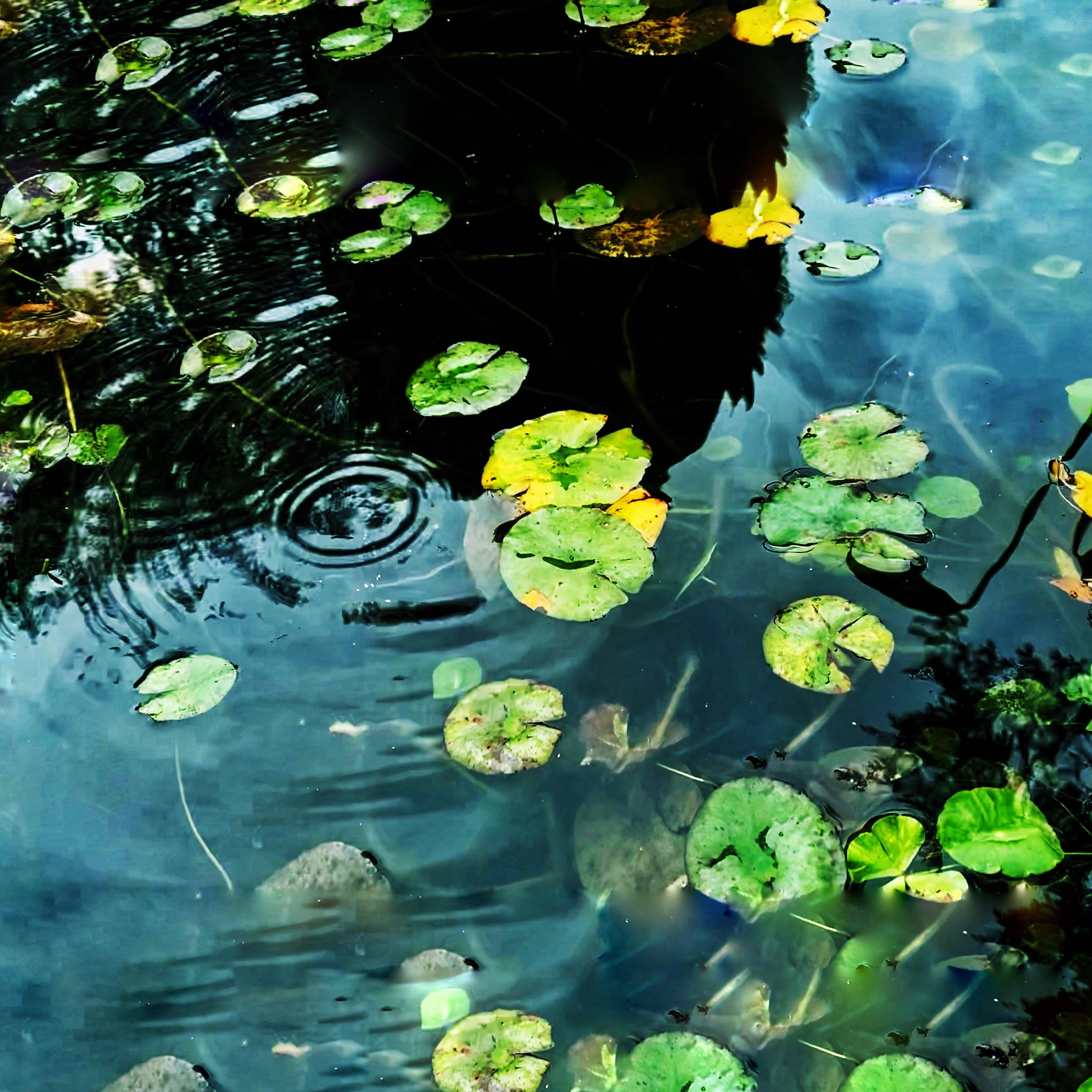 Zen Photography Class