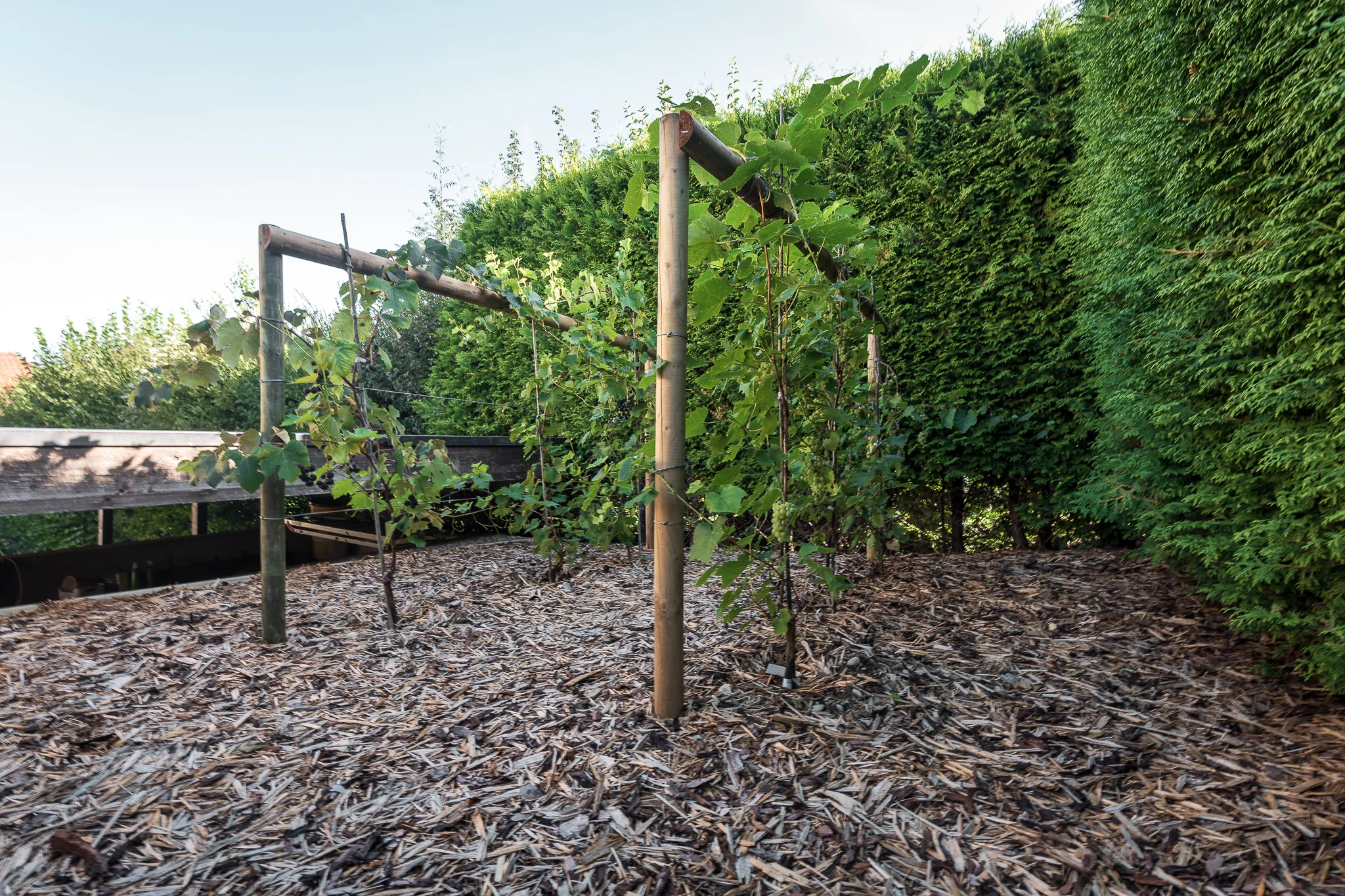2018_08_29_Jungo_Gartengestaltung_AG_044_web.jpg