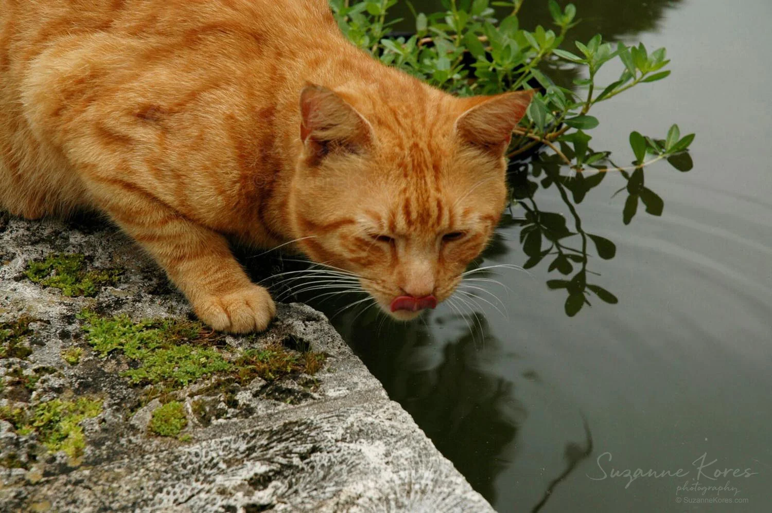 Red-the-cat_SKores.jpg