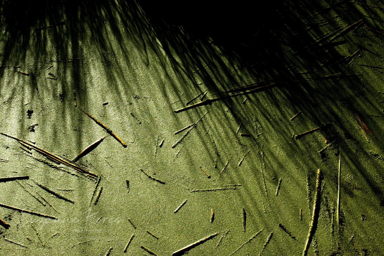 Peru_Lake-Titicaca_algae_SKores_MG_4061.jpg