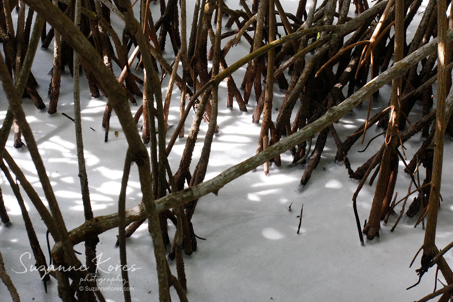 Everglades-foam_SKores_MG_8353.jpg
