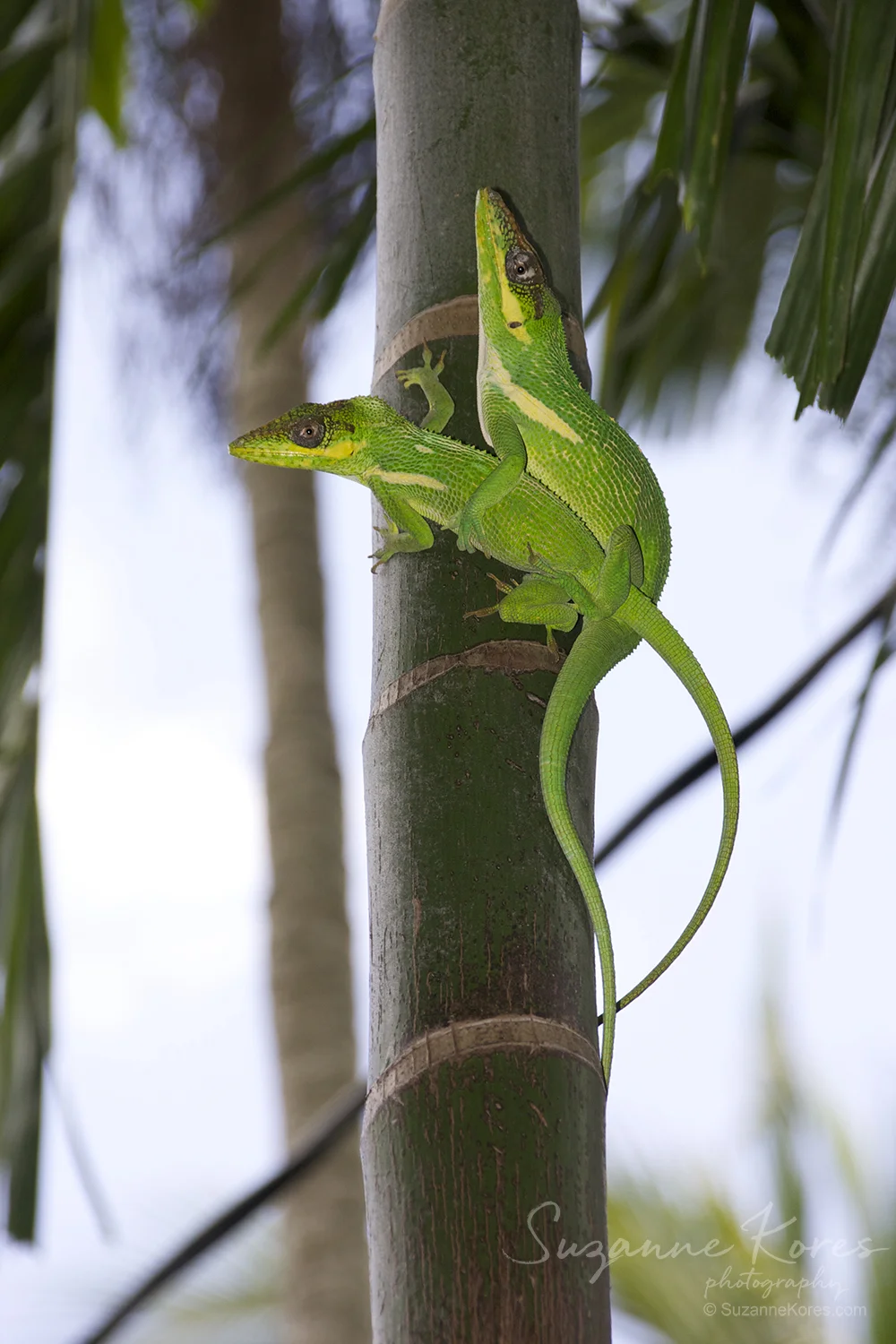 Lizards-in-the-yard_SKores_MG_0270.jpg
