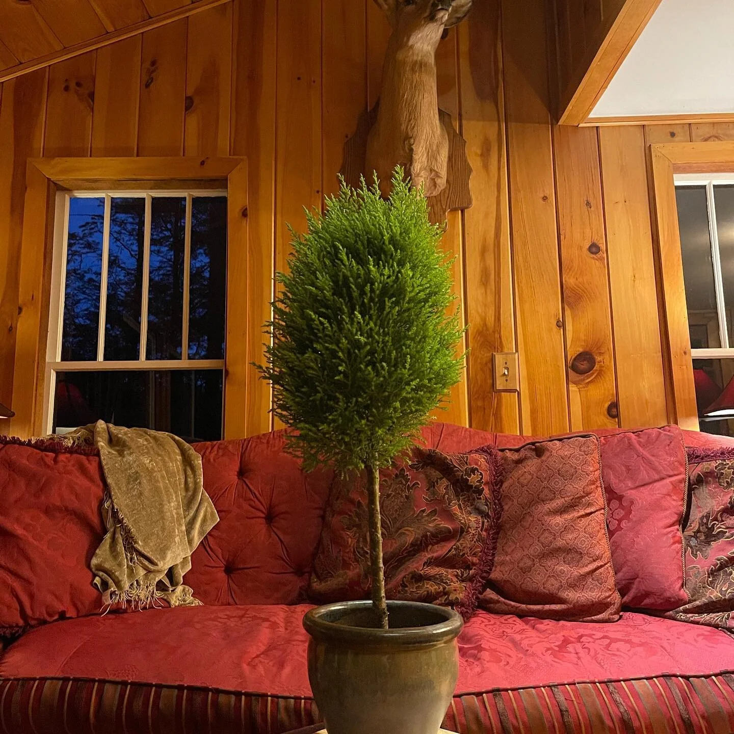 Before and afterwards #winterproject #topiarytuesday #topiary #joyful #newhampshire #maine #garden #gardenlife #houseplants