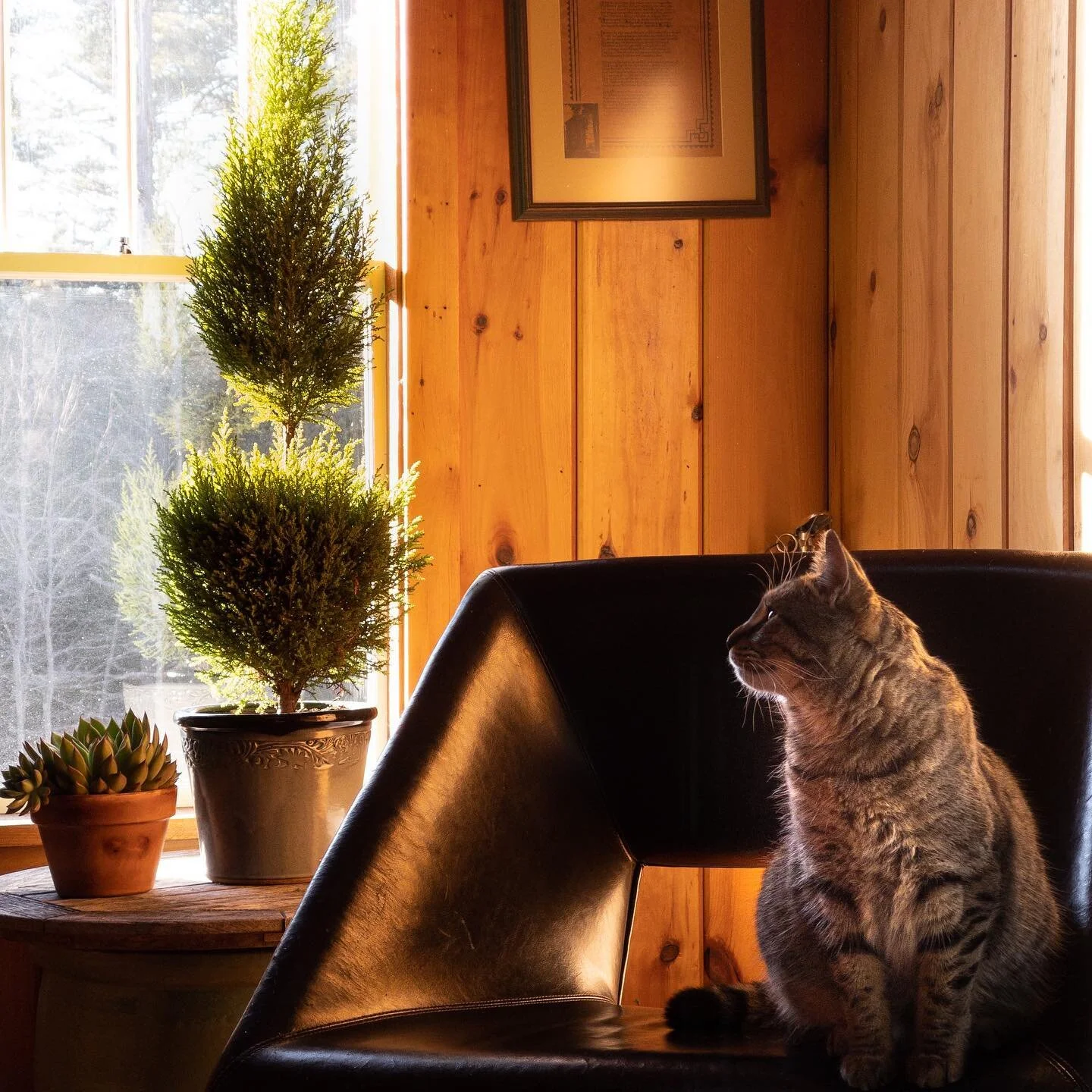 Ms Kitty thinking about #newyear #cat #catsofinstagram #catstagram #home #houseplants #succulents #cyprus #dacor