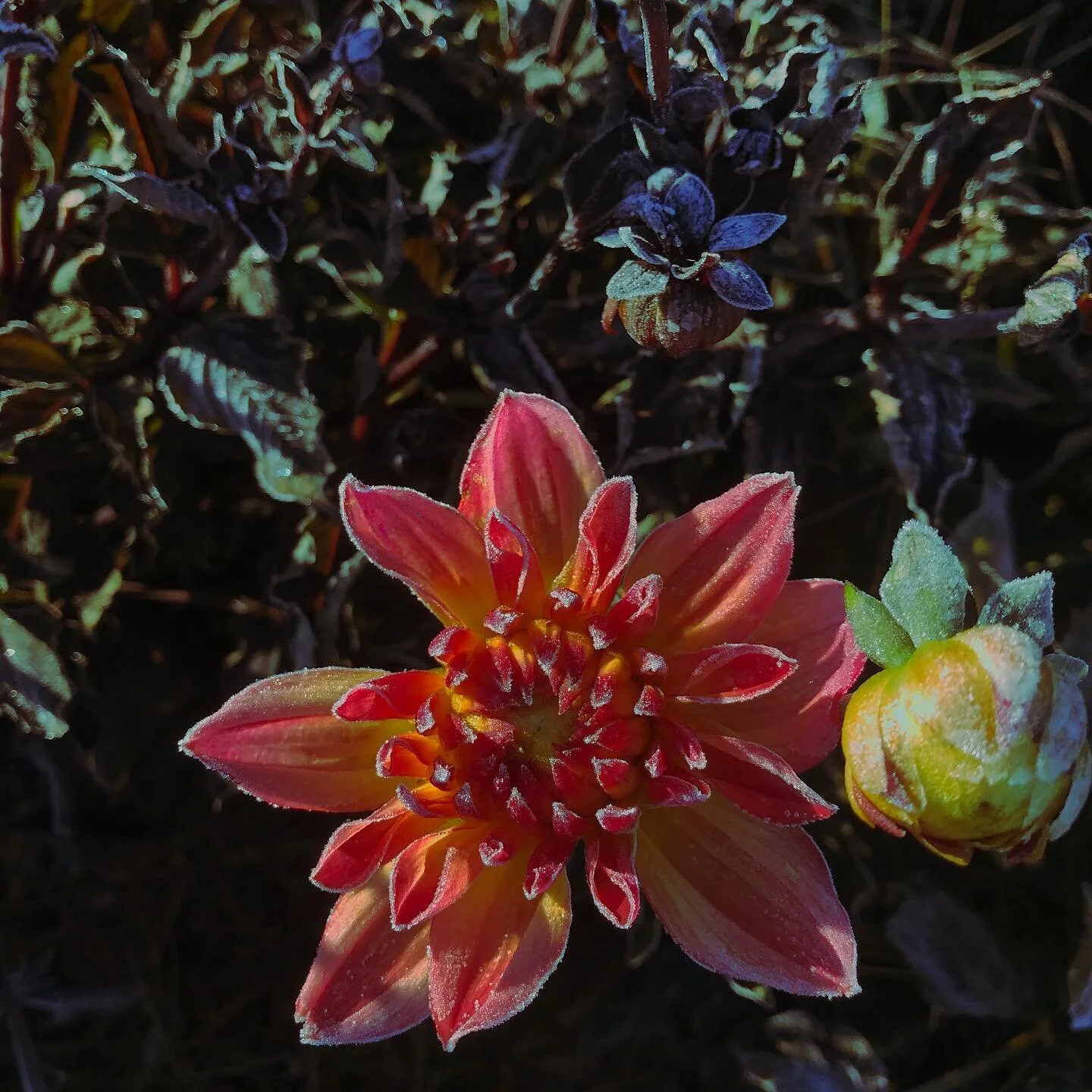 When the frost hits the #dahlia #gardening #morningmotivation #thinkspring