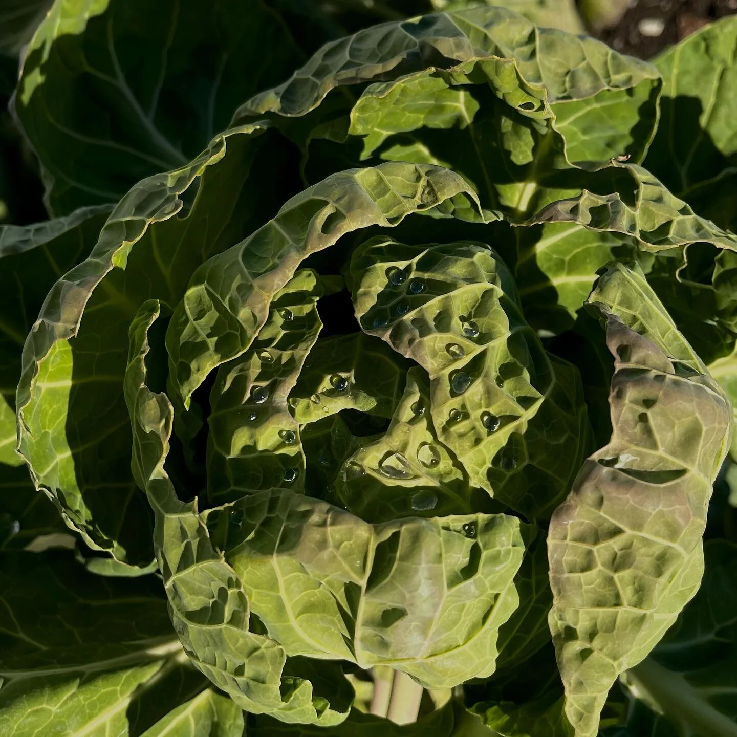When a customer succeeds with there gardens I take care of makes me happy
#gardening #vegatablegarden #maine #a2garden